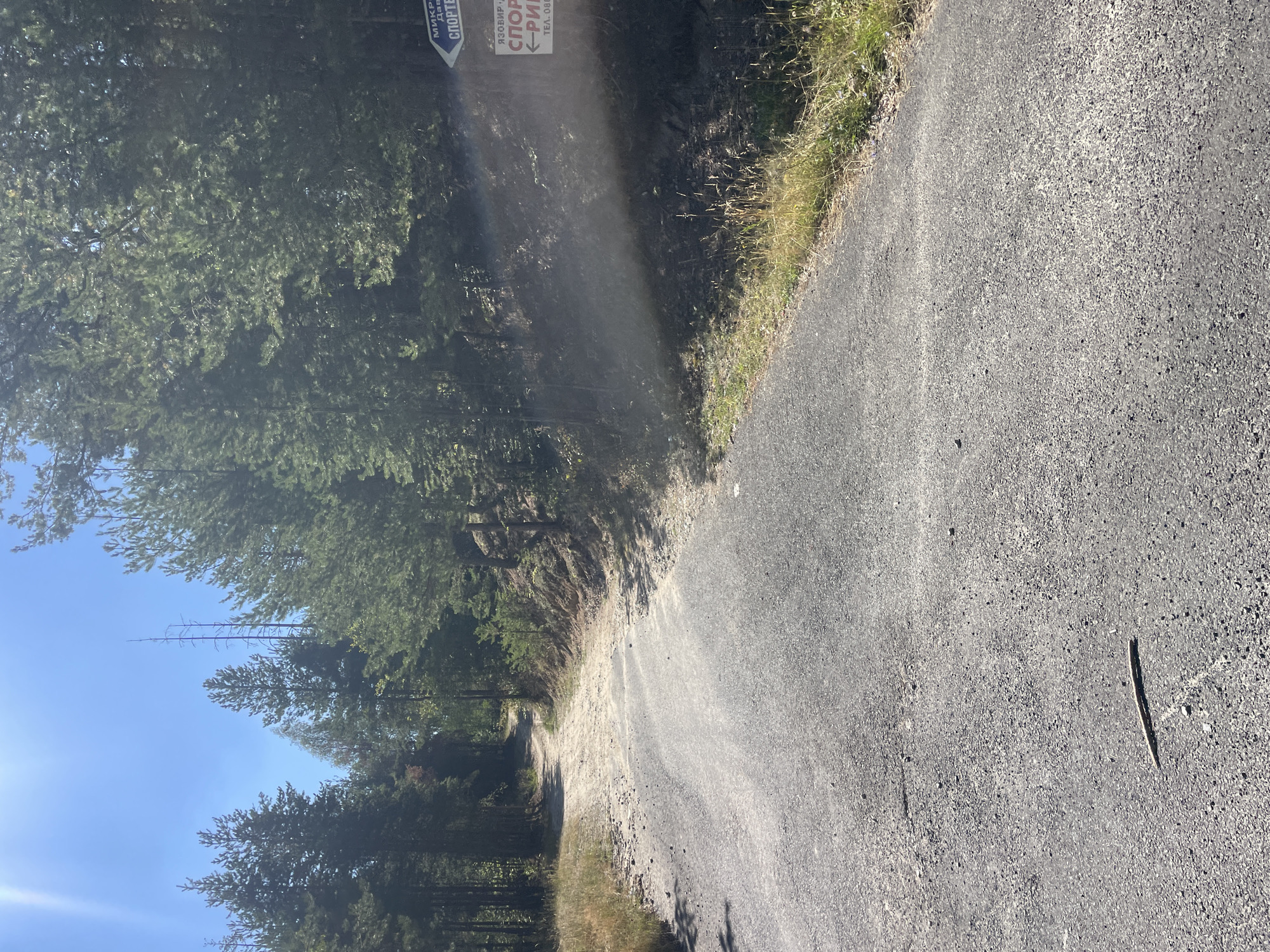 The image depicts a paved road winding through a coniferous forest. The road surface is asphalt and appears to be in good condition. On the right side of the road, a directional sign is visible. The sign has text in Cyrillic script. The upper part of the sign has a blue background with white text and an arrow pointing to the left. Below this, there is a white sign with red text and a black arrow pointing left. The text on the white sign reads "ЯЗОБИР ЧАМ-СПОРТ" and below that "←РИБ" and then "ТЕЛ. 086". The surrounding environment is characterized by tall pine trees and undergrowth. The sky is clear and blue with visible sun glare in the upper left corner. The ground to the left of the road is covered in dry grass and some dirt. A single stick lies on the paved road in the foreground. The overall impression is of a rural or natural setting, possibly a recreational area. The location is specified as Bosilkovo, Bulgaria, and the sign likely indicates directions to a specific point of interest within that area, possibly related to a dam and sports facilities.