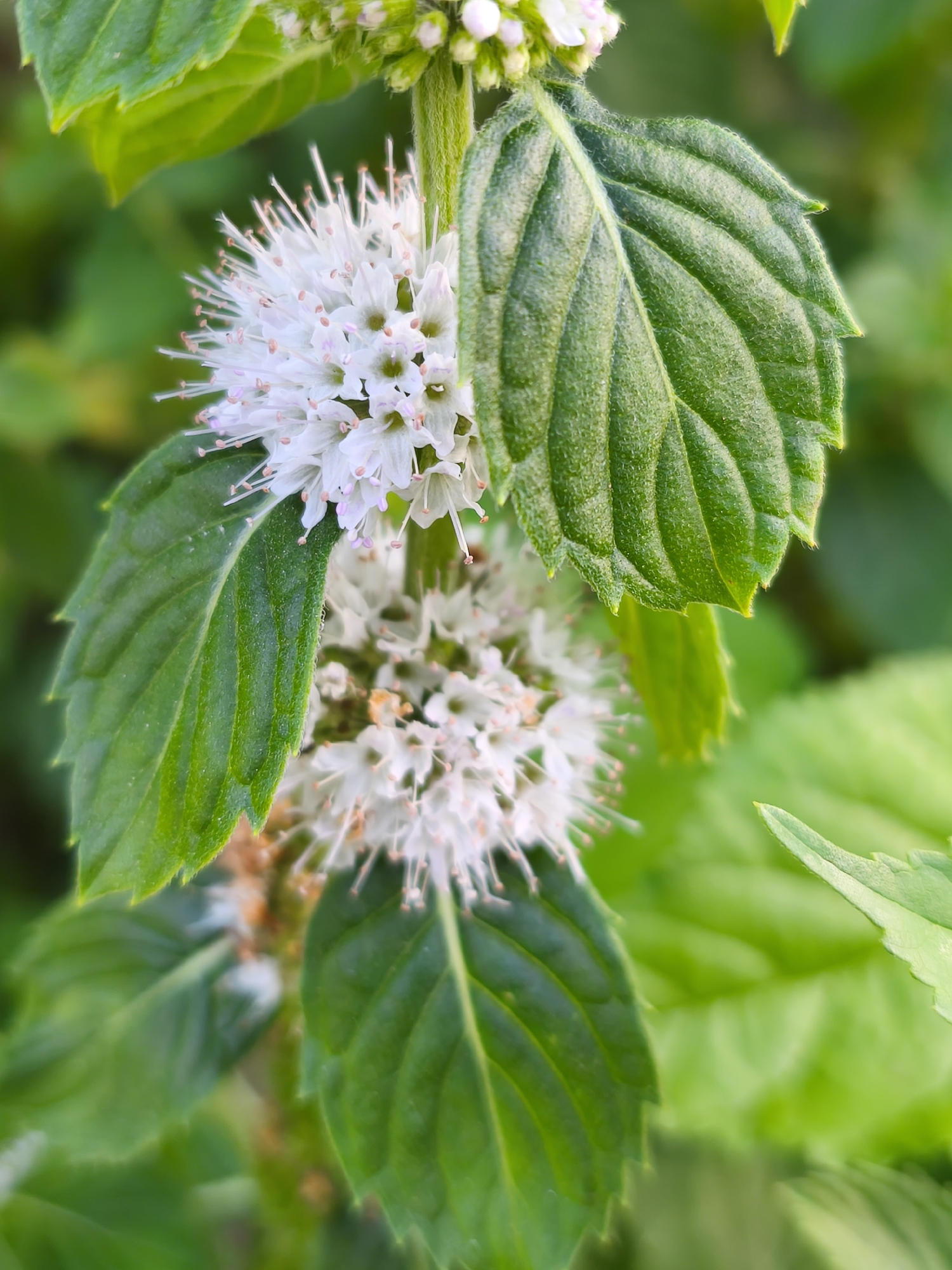 A close-up, vertical shot captures two round, white flower clusters of a mint plant against a blurred green background of leaves. Each flower cluster is composed of numerous small, delicate white florets with visible pinkish stamens. The leaves of the mint plant are a vibrant green, with visible veins and serrated edges. The lighting is soft, highlighting the textures of the plant. The scene is devoid of any human presence or activity and appears to be in a natural outdoor setting. The image's origin in Asan-si, South Korea, suggests it is likely a depiction of local flora.