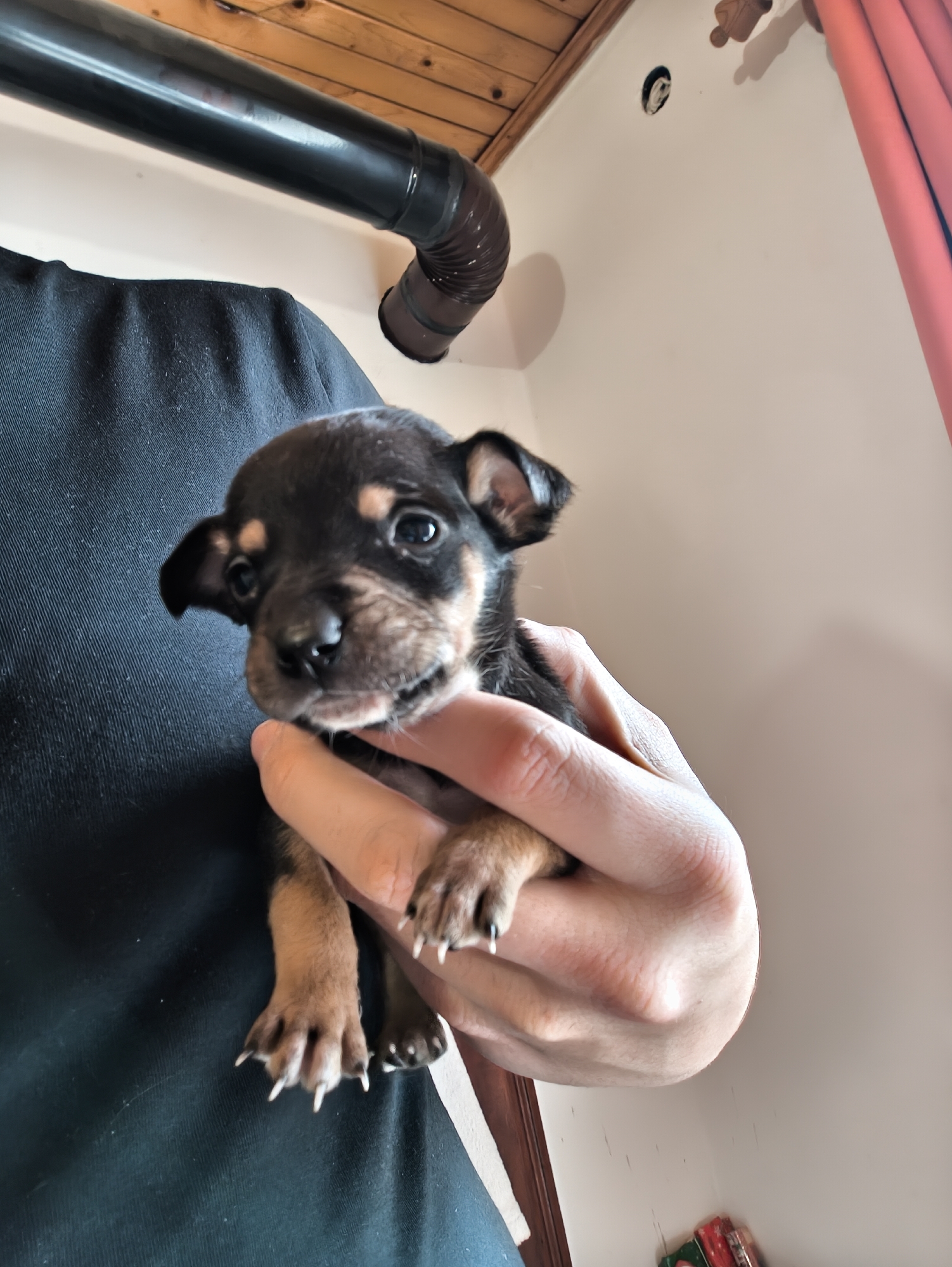 A person is holding a small, brown and black puppy in their hand. The person is wearing a black shirt. Behind them is a white wall with a black pipe and a red curtain. The location cannot be determined to be in Avren, Bulgaria based on the information present in the image.