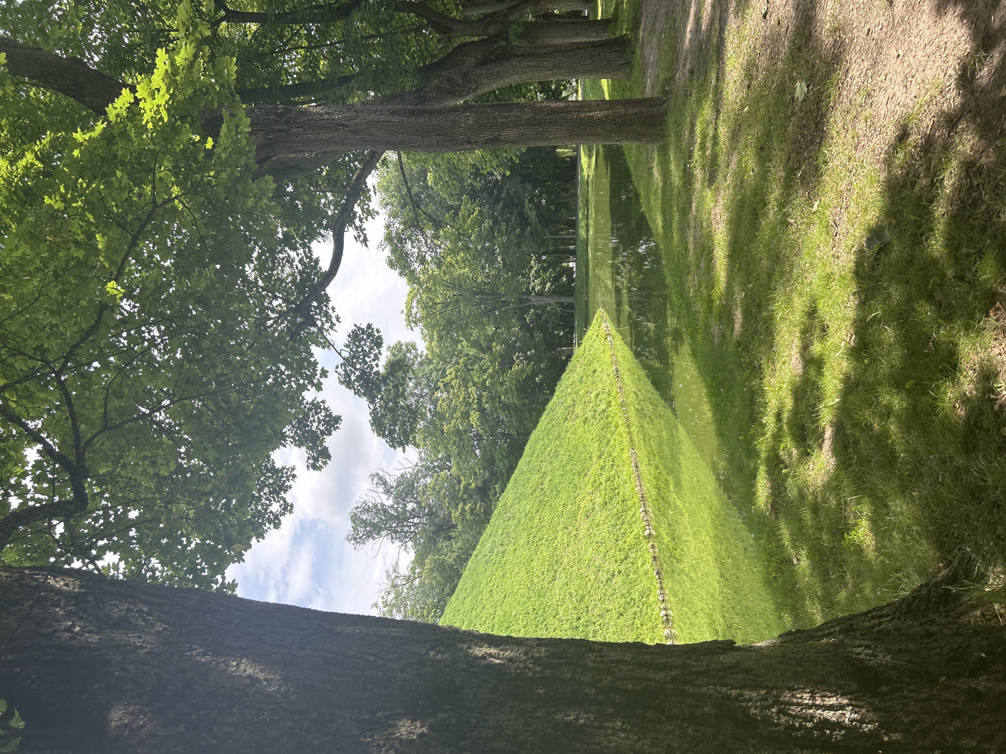 The image depicts a serene park scene with a body of water reflecting the surrounding greenery and a bright sky with scattered clouds. In the foreground, the thick trunk of a large tree stands prominently on the left, casting shadows on the lush, manicured grass. To the right, a pathway is visible, lined with a row of tall, mature trees. A gently sloping, verdant hill rises on the left side of the water, further enhancing the natural beauty of the setting. The water's edge is marked by a low stone border. In the background, a dense forest creates a natural backdrop. This picturesque location is identified as the park within the Niasvizh Castle complex in Niasvizh, Belarus. There are no people or animals visible in the scene.