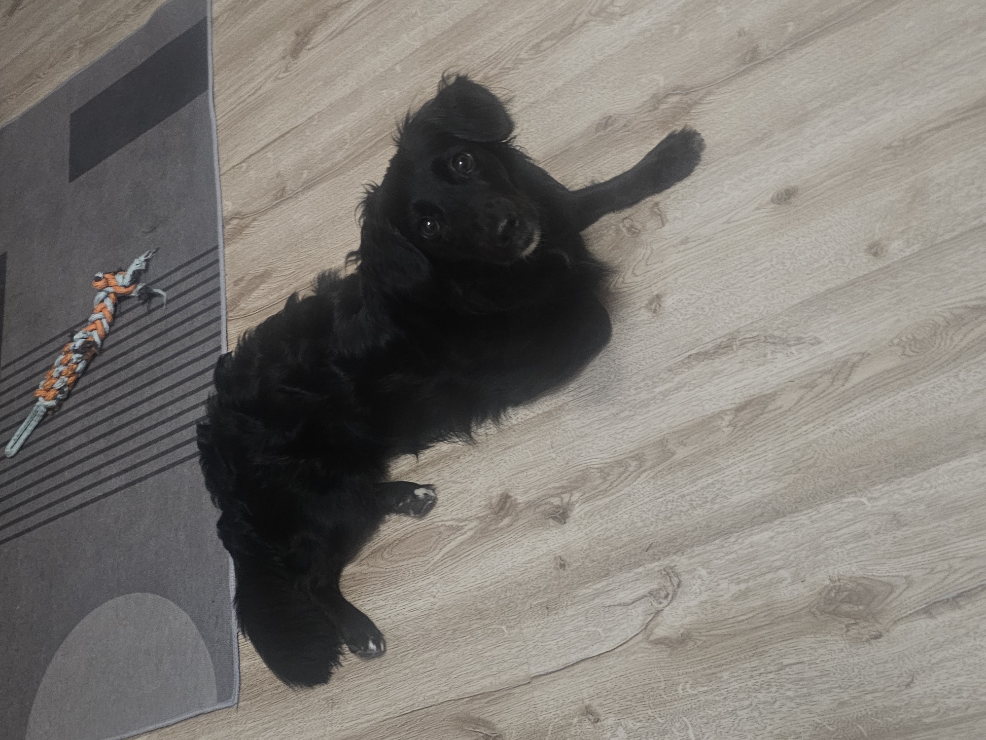 A black dog lies on a wooden floor near a grey rug with striped and circular patterns. A braided rope toy with orange and blue threads is on the rug. The dog is looking at the camera with its head tilted slightly. The scene appears to be indoors.