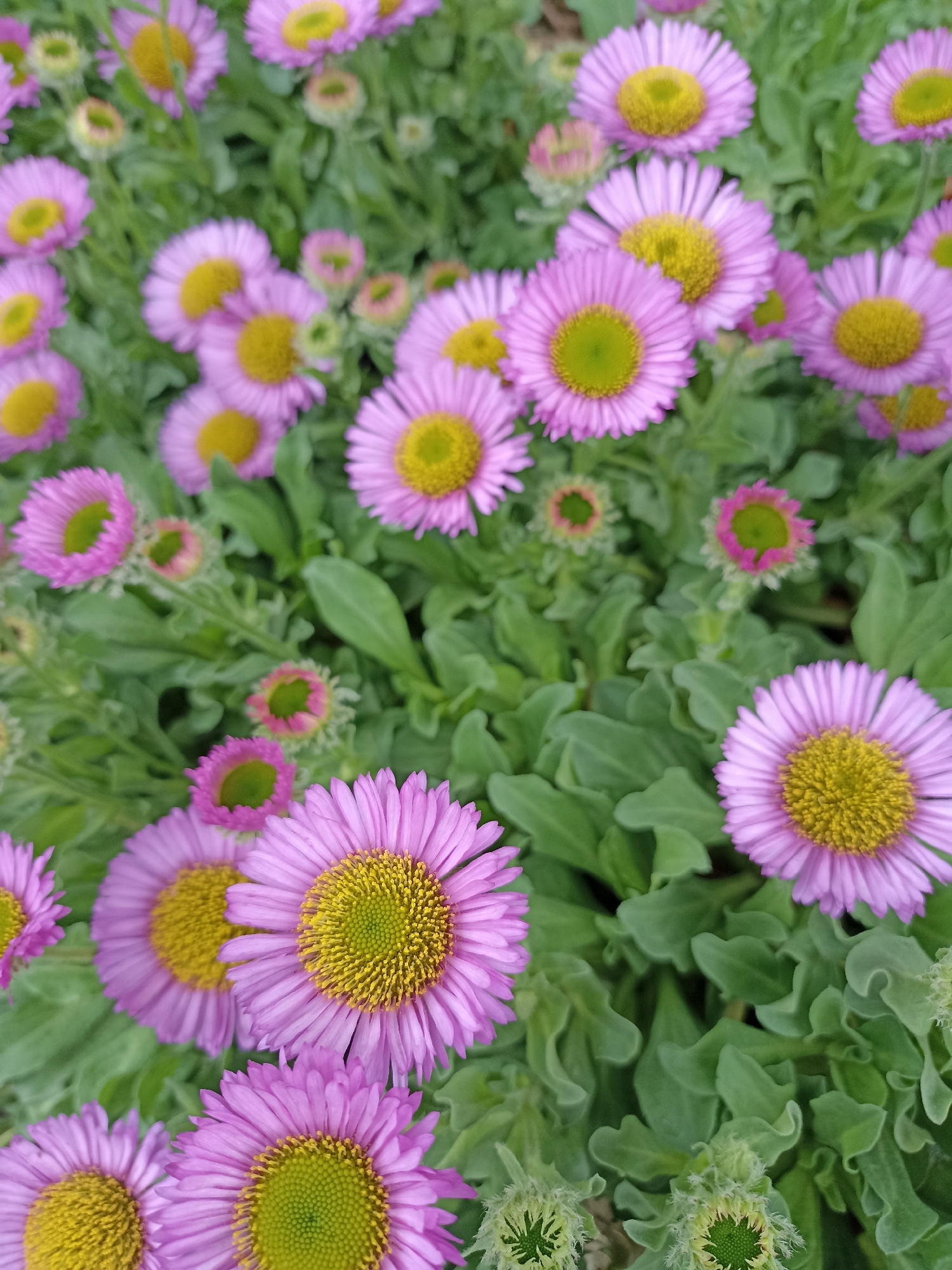 A top-down, close-up view shows a cluster of vibrant pink daisies with bright yellow centers, set against a backdrop of lush green foliage. The flowers, with their delicate, numerous petals radiating outwards, are the primary subjects, creating a lively and cheerful scene. Some of the daisies are in full bloom, showcasing their intricate details, while others appear as unopened buds, tinged with pink and green, hinting at future beauty. The surrounding leaves are a deep green, their wavy edges and slight fuzziness adding texture to the composition. The natural lighting suggests a bright, possibly sunny day, ideal for these blossoms to flourish. The overall impression is one of natural beauty and growth, with the flowers appearing healthy and well-maintained. There are no people or visible text in the image. The location context of Annagry, Ireland, evokes a sense of an outdoor, possibly coastal or rural setting where such wildflowers might thrive.