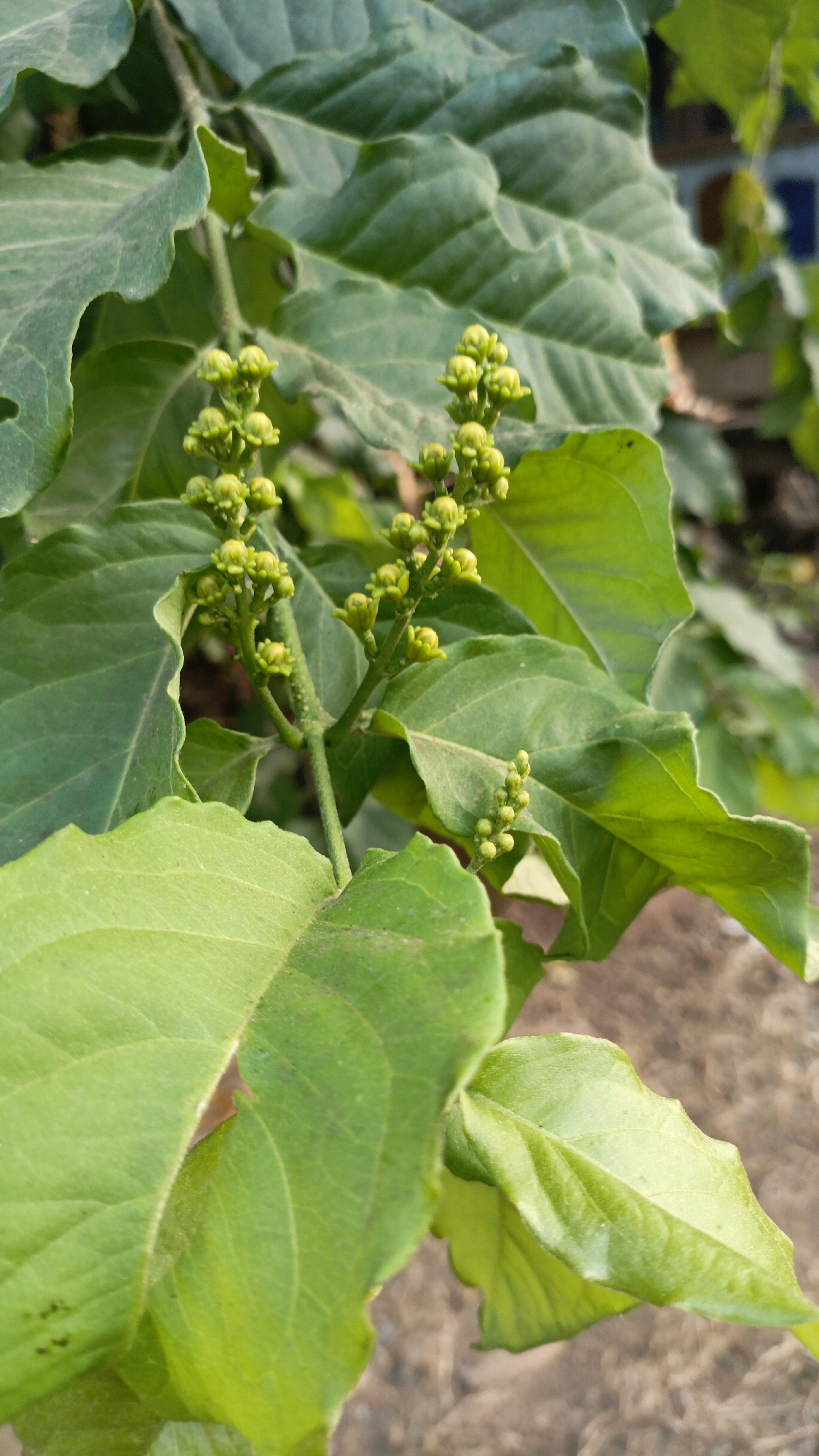 A close-up, eye-level shot captures a branch with vibrant green leaves and clusters of small, yellowish-green flower buds in Salatiga, Indonesia. The leaves are broad and have a slightly textured surface, with some appearing slightly curled or wrinkled at the edges. A thin stem supports the flower buds, which are arranged in small, dense groupings. The background consists of soft-focus earthy tones, suggesting a natural outdoor environment, possibly a garden or park. The lighting is natural and diffuse, casting subtle shadows.