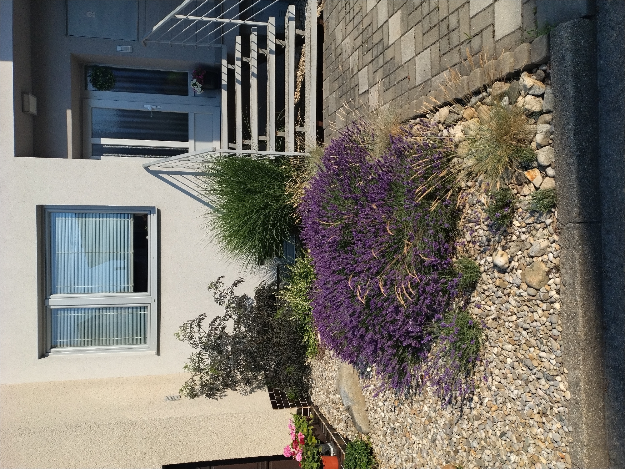 The image shows the front entrance of a modern, two-story house in Hluboká nad Vltavou, Czechia. The exterior walls are painted a light, textured beige. A large, grey-framed window with internal blinds is visible on the left side of the house. To the right of the window is the entrance, featuring a white door with glass panels and a decorative wreath. A light grey metal staircase with a matching handrail leads up to the door.
In front of the house, there is a meticulously landscaped garden. A prominent feature is a large, lush bush of vibrant purple lavender in full bloom, taking up a significant portion of the foreground. Interspersed with the lavender are ornamental grasses and some smaller green plants. The garden bed is composed of light-colored, rounded pebbles and larger stones. To the left of the lavender, near the house's foundation, are several potted plants, including red-flowered geraniums in brown planters and some other greenery. A dark-colored, small tree with purple leaves is planted behind the lavender. The pathway leading to the entrance steps is paved with grey rectangular interlocking stones. The scene is bathed in the warm light of a sunny day, casting distinct shadows from the plants and the staircase.