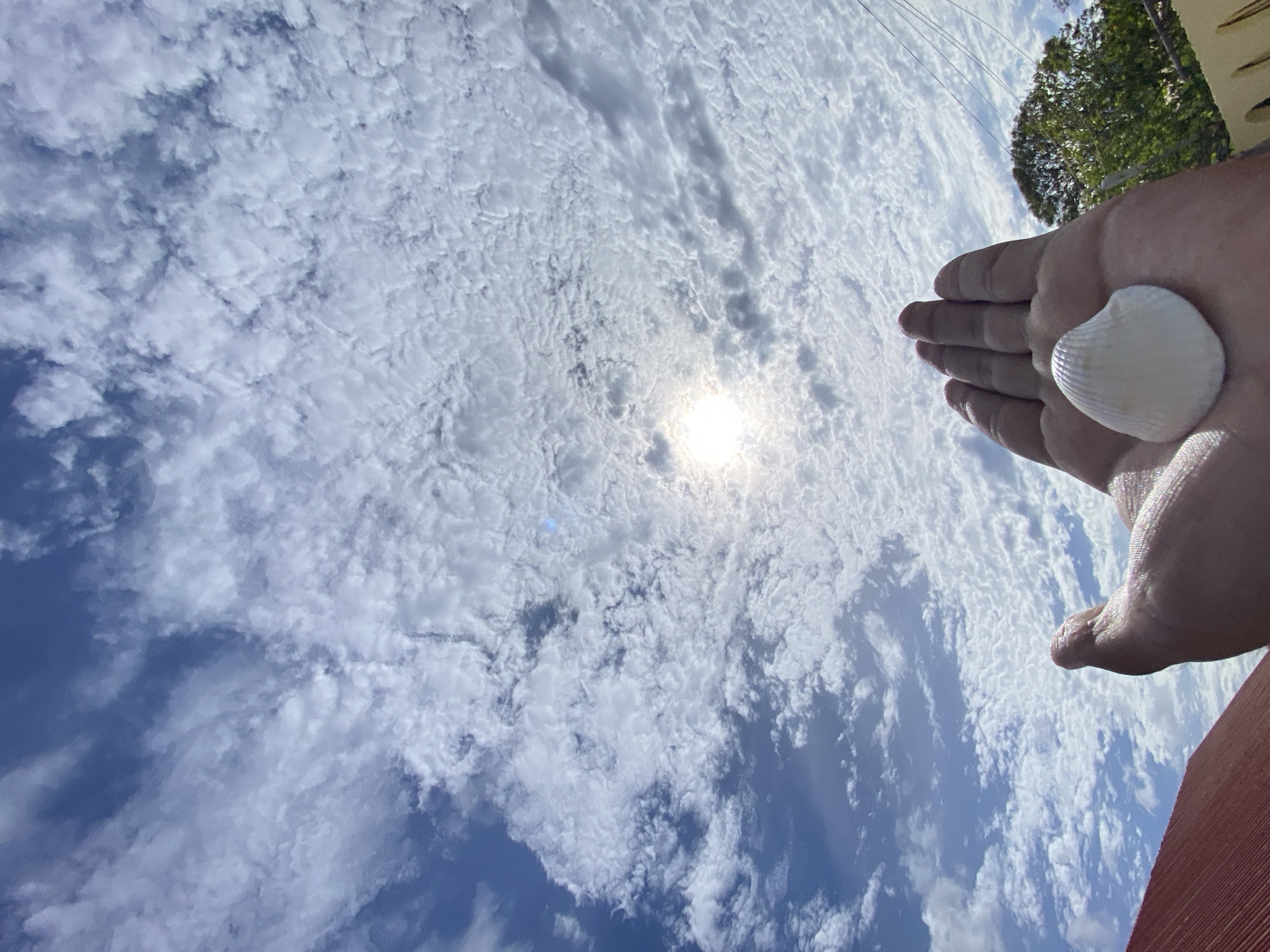 The photograph captures a sunny sky filled with altocumulus clouds. A human hand, holding a white seashell, is positioned in the foreground, seemingly reaching toward the sun. A tree, along with sections of a building and power lines, are partially visible at the top of the frame. The image does not provide enough information to definitively confirm the location in Juan Griego, Venezuela, but the presence of a seashell, clear sky, and coastal vegetation is consistent with a tropical, coastal environment. No people are clearly visible.