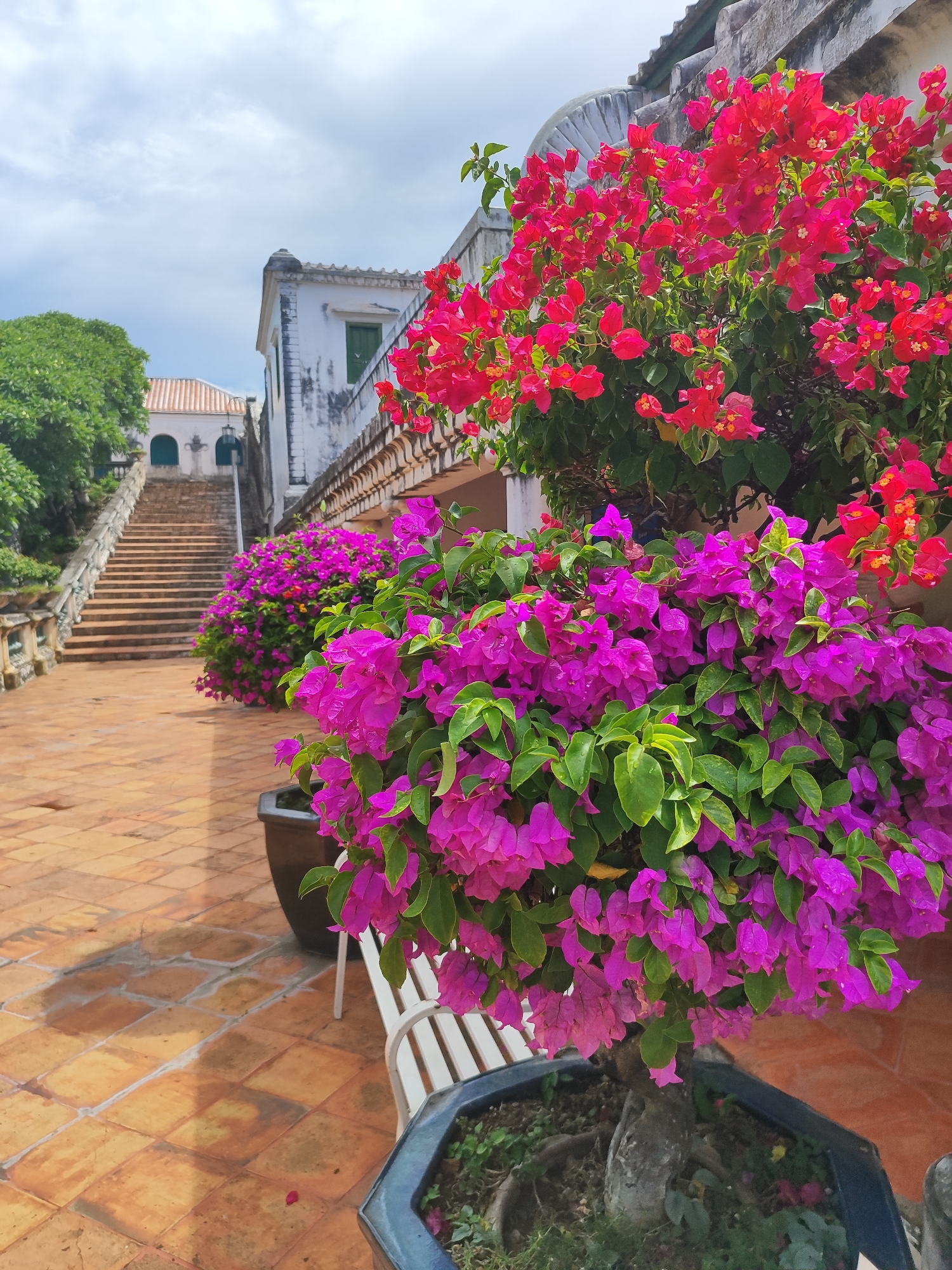 The image depicts an outdoor courtyard area with terracotta tiled flooring. In the foreground, large potted plants with vibrant pink and red bougainvillea flowers are prominently displayed. To the left, a wide staircase with stone railings leads upwards towards a white building with arched windows and a tiled roof. The architecture suggests a historical or cultural site. A white bench is partially visible near the potted plants. The sky is cloudy. The scene appears to be within the grounds of Khao Wang Palace, also known as Phra Nakhon Khiri Historical Park, in Phetchaburi, Thailand, given the characteristic architecture and the presence of bougainvillea, which are commonly found in such locations. There are no people visible in the image.