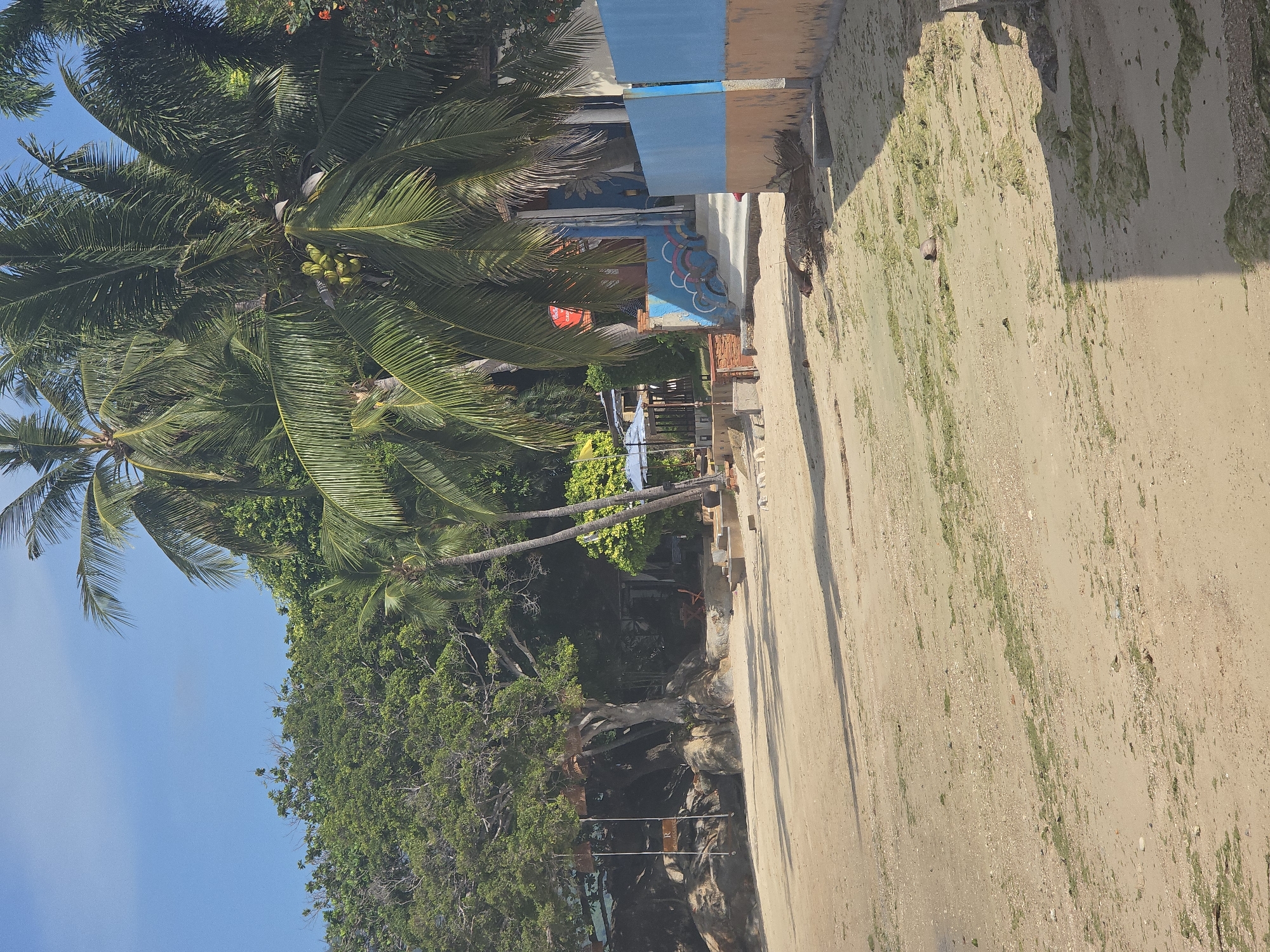 The image depicts a tropical beach scene, likely in the vicinity of Baan Chaweng Noi, Thailand. The foreground is dominated by a sandy beach with scattered patches of green seaweed and small pebbles. In the middle ground, a cluster of palm trees with coconuts and dense green foliage creates a natural barrier. Beyond the trees, a building with a blue and orange facade is visible, featuring a set of concrete stairs leading up to an entrance. The stairs are decorated with colorful graffiti. To the left of the building, another large tree with exposed roots is situated near a rocky outcrop. A swing is suspended from the tree. The background consists of more lush greenery and a clear blue sky. The scene is bathed in sunlight, casting shadows on the sand. There are no people visible in the image.