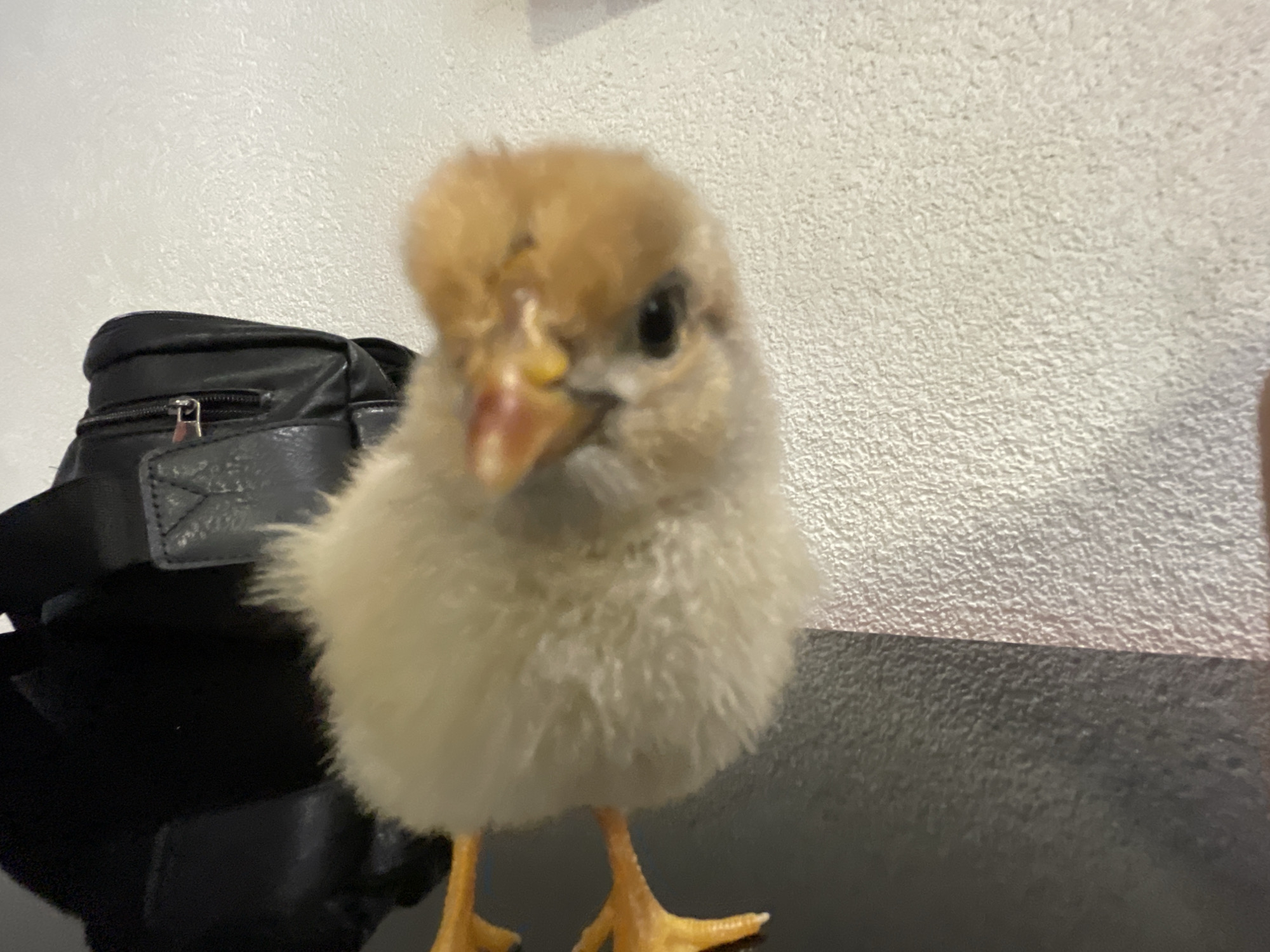 A close-up shot features a fluffy, light yellow chick standing on what appears to be a dark, reflective surface, possibly a table or counter. The chick has a golden-brown tuft of feathers on its head and yellow legs and feet. To the left of the chick, a black, zippered bag is partially visible. The background is a textured, light-colored wall. There is no information to confirm this image was taken in Zlatograd, Bulgaria.