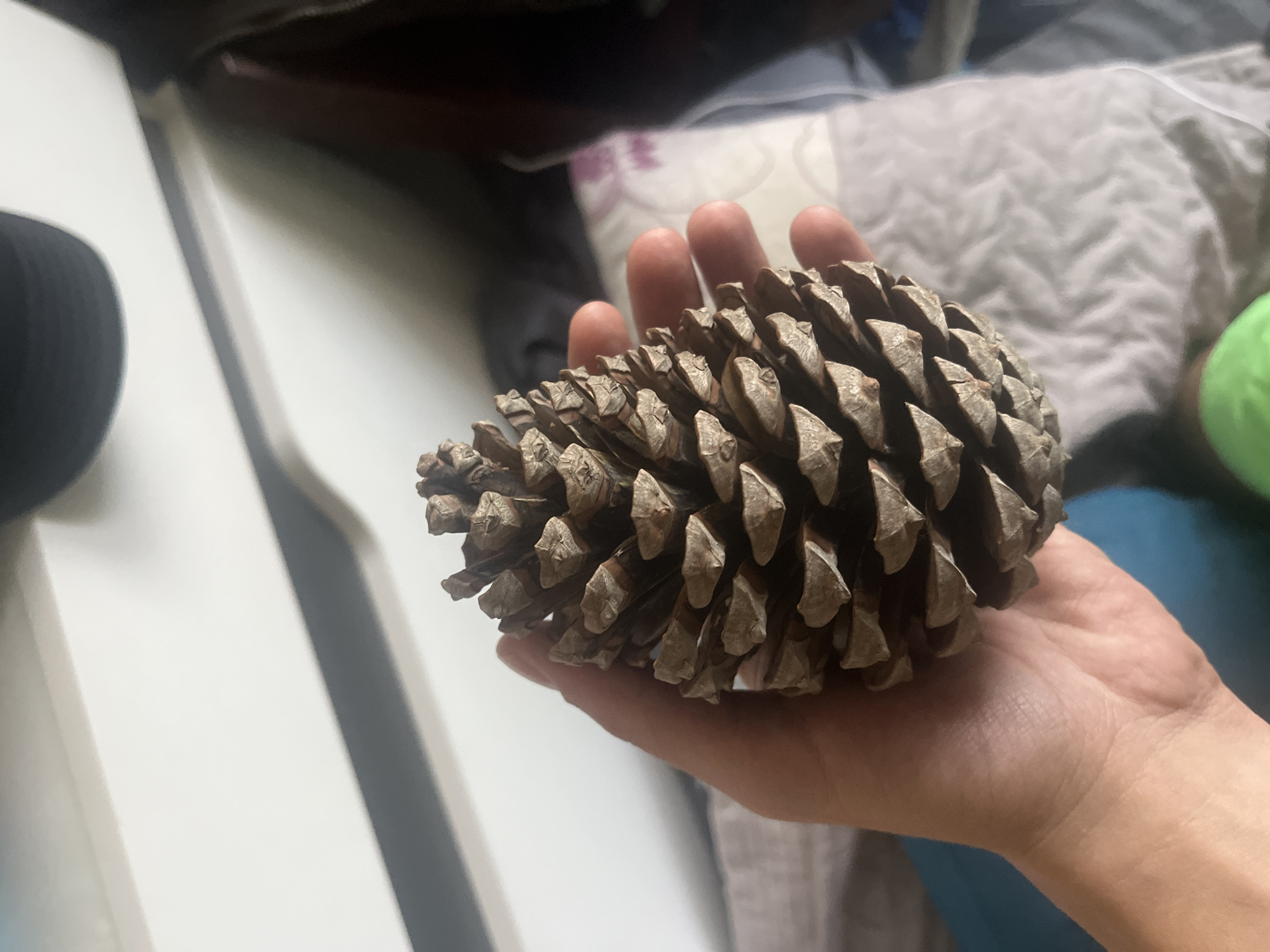 A close-up shot depicts a human hand holding a large pine cone. The pine cone is brown and oval, with numerous scales densely arranged. The hand appears light-skinned and fills the lower right portion of the frame. The background features a white surface with linear shadows, possibly a shelf or paneling, on the left side. A patterned pillow or blanket is visible behind the hand, in the upper part of the frame, along with hints of blue fabric. A black object, partially visible on the left, appears out of focus. It's not possible to determine the location in Sofia, Bulgaria, from this image.