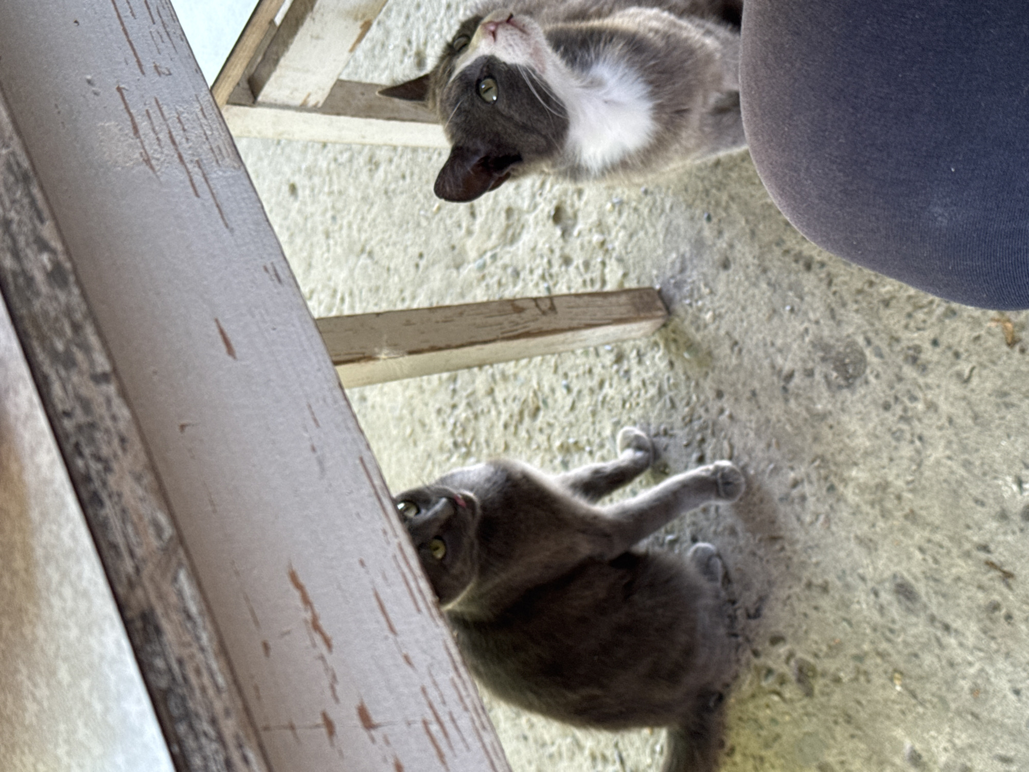 Two cats are pictured in the immediate foreground, beneath a wooden table. The cat on the left is a solid gray feline, with green eyes and its tongue protruding slightly. It is positioned facing the right and is sitting down. The cat on the right is a bicolor cat with gray and white markings, and green eyes. It is looking upwards and to the right, with its ears pointed. It is also sitting down. The ground beneath them is a rough, concrete surface. The scene is outdoors, likely in an urban setting given the context of Таганрогский, Russia, and appears to be in a public space or a backyard. The lighting suggests it is daytime.