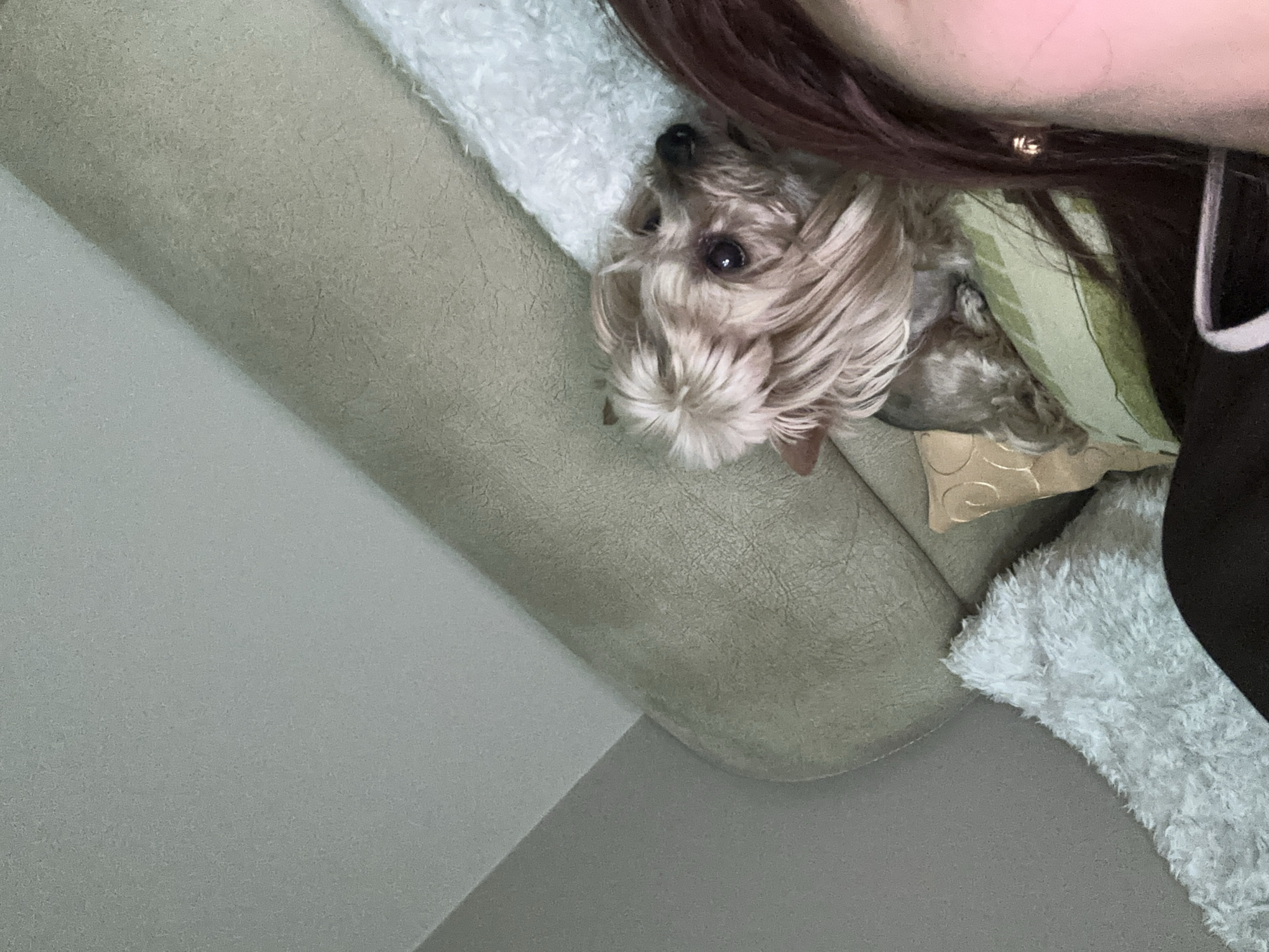 A close-up, angled shot depicts a tan, small dog with long hair resting on a beige couch. The dog is partially obscured by a person with dark brown hair. A white, fluffy blanket is also present. A tan pillow with a gold design is partially visible behind the dog. The background includes a light gray wall and ceiling. The location is not discernible from the image.