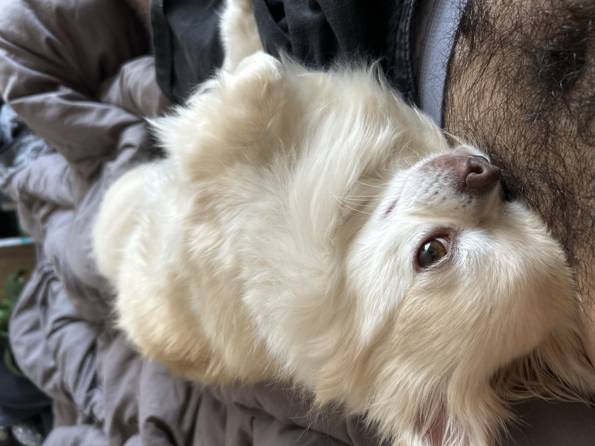A light-colored, fluffy dog with long fur is lying on a bed with gray bedding. The dog's head is tilted, and its brown eyes are looking upwards. Its nose is pinkish-brown. Part of a person's hairy leg is visible under the dog's head. The dog appears relaxed. The scene is indoors, likely a bedroom. The image does not provide any specific indicators of location within Moskovskiy, Russia.