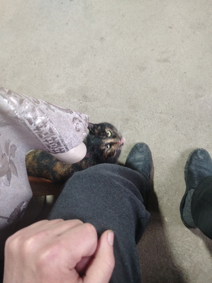 From a high angle, a tortoiseshell cat lies on a person's lap, near their legs clad in black trousers and shoes. A chair's embroidered armrest sits nearby. The cat peers upward, tongue slightly visible, eyes wide. The background is a textured gray surface. A hand is visible at the bottom left.