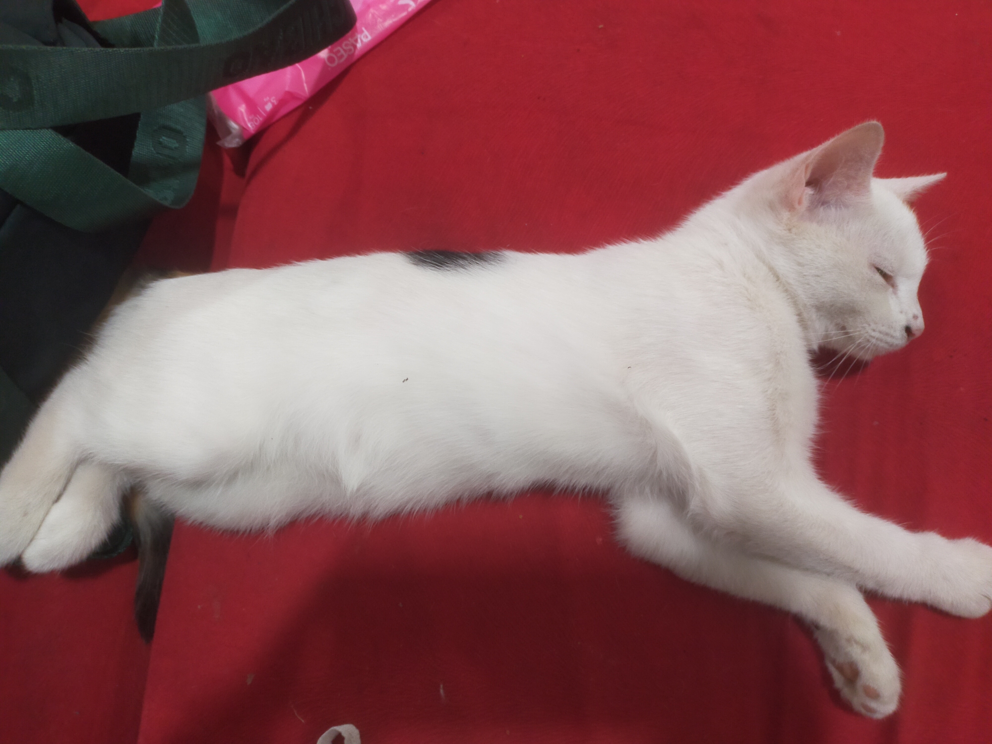 A white cat with a black spot on its back is sleeping on a red surface. The cat is lying on its side with its paws crossed. In the upper left corner of the image, a green strap is visible, along with a pink object that appears to be packaging. The scene is indoors, likely in a residential setting in Bantul, Indonesia, judging by the presence of everyday objects like the cat and the packaging. The lighting suggests it is daytime, but the light source is not clearly identifiable.