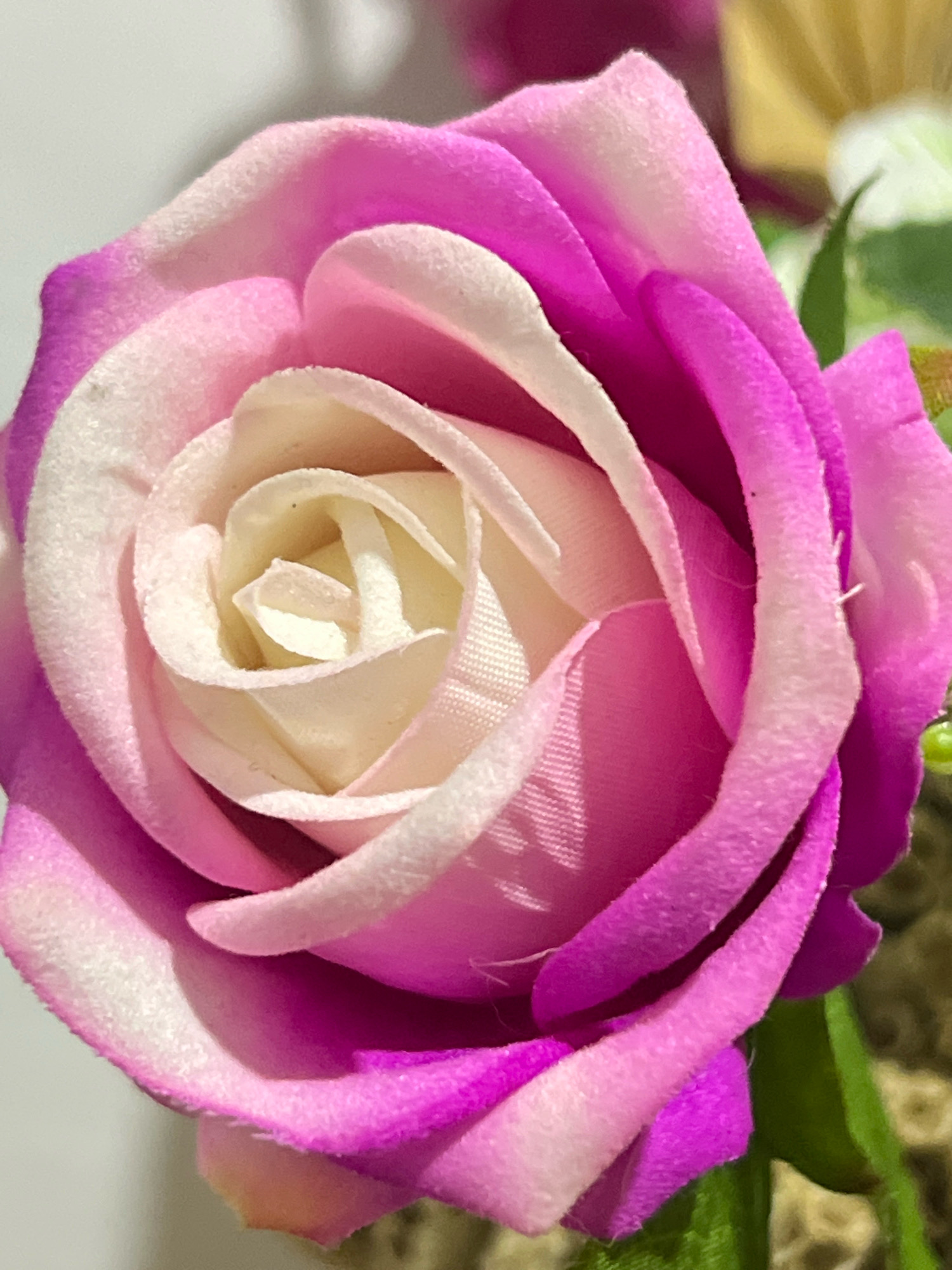The image is a close-up, eye-level, vertical shot of a pink and white artificial rose. The rose is in full bloom with its petals unfurling from the center. The center of the rose is a light cream color, transitioning to a soft pink, and then to a vibrant fuchsia on the outer petals. The texture of the petals appears to be soft, possibly velvet or a similar fabric, with a slight fuzziness along the edges. Shadows are cast by the petals, creating depth and highlighting the layers of the rose. The background is softly blurred, with hints of green foliage and a neutral, light-colored surface. There is no indication of the city of Denpasar, Indonesia, or any environmental details that would suggest this location. The image focuses solely on the artificial flower.