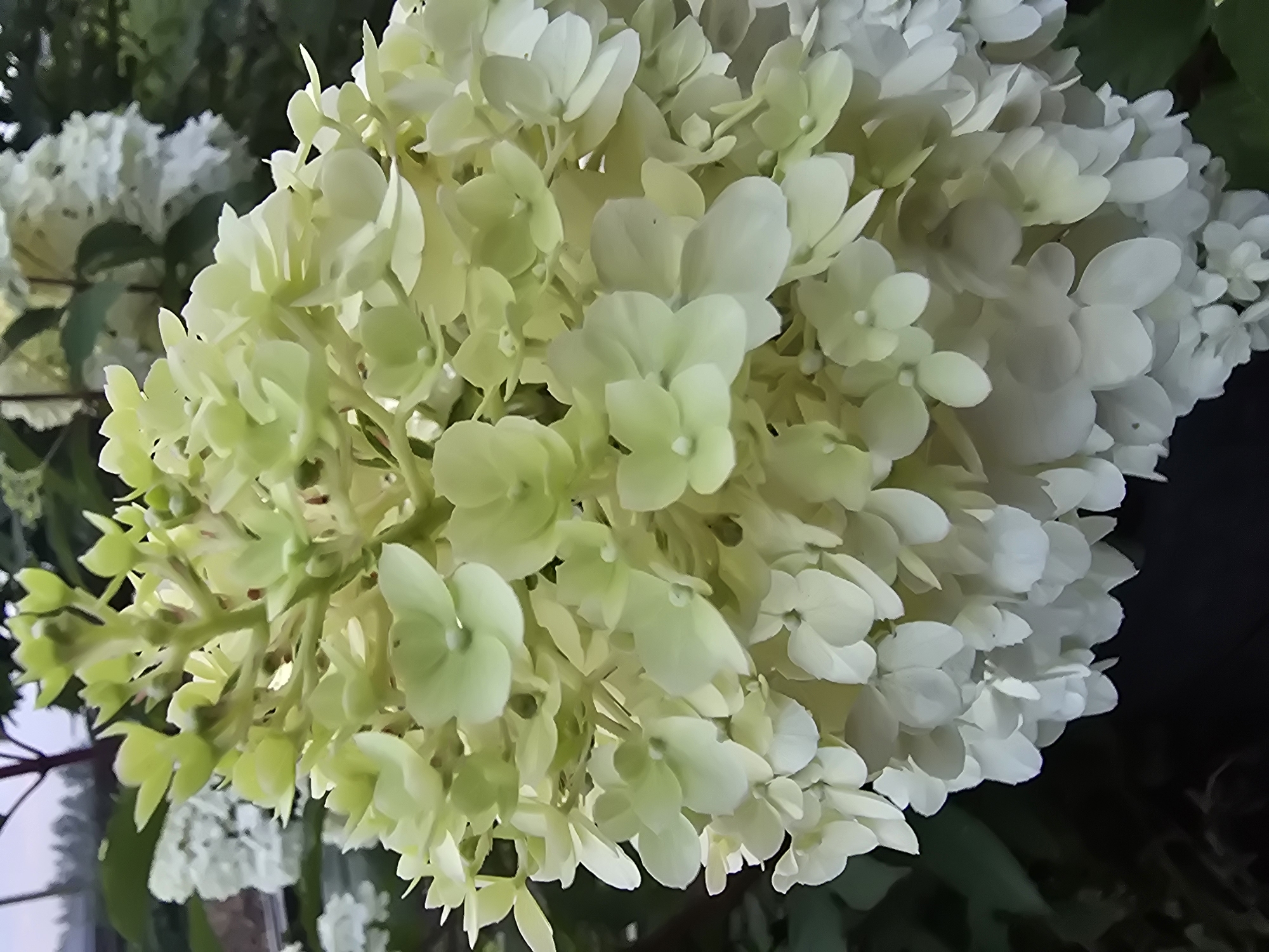 A close-up shot focuses on a large cluster of white and pale green hydrangea flowers, some of which appear to be transitioning in color from a light green to white. The flowers are clustered densely, with individual petals visible and some showing a slightly cupped shape. In the background, out of focus, are more hydrangea blooms and dark green foliage. The scene appears to be outdoors, possibly in a garden setting. The image does not contain any people, animals, or specific identifiable landmarks that would indicate a location within the city of Ермолаево, Russia.