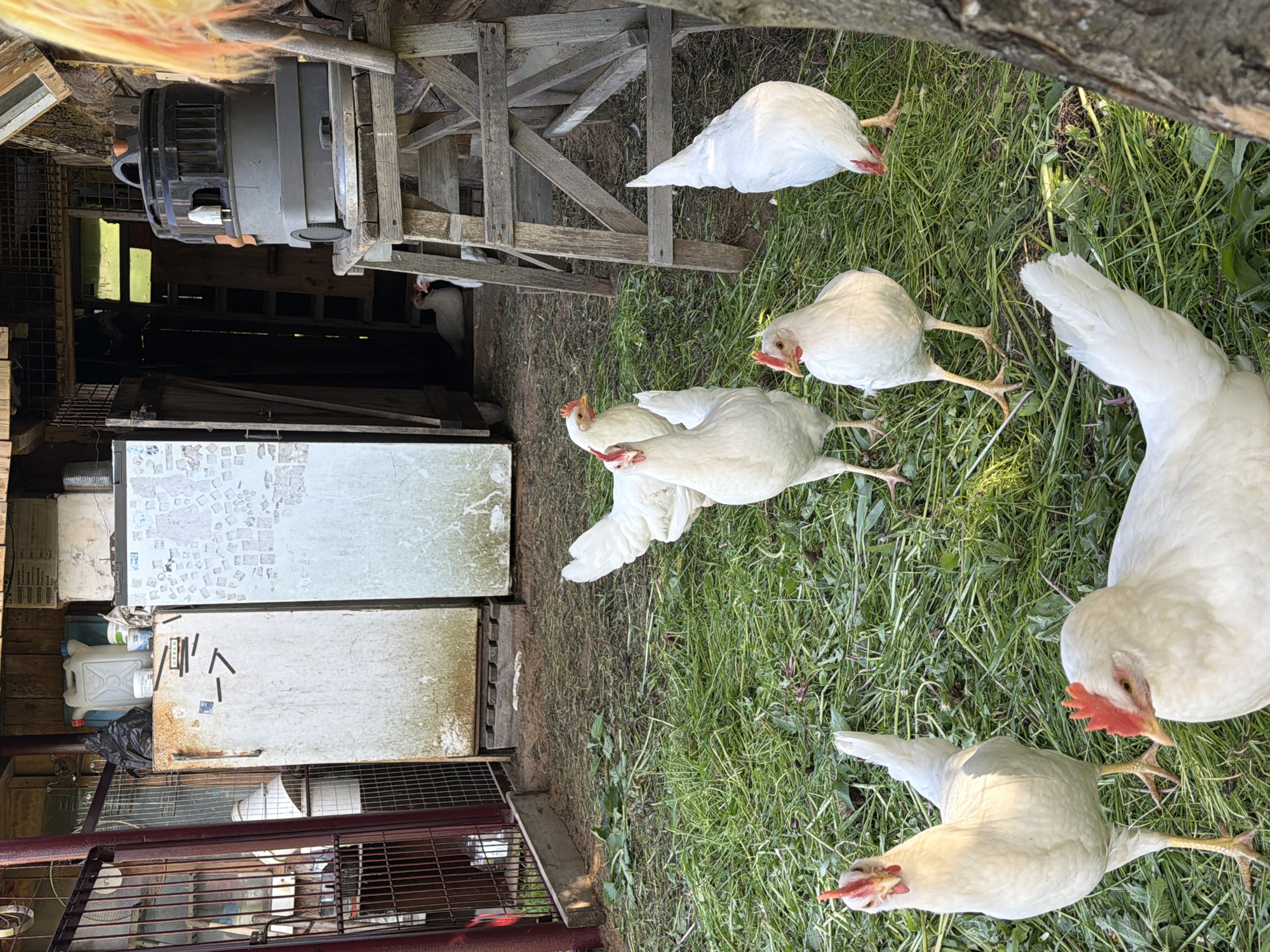 A high-angle view depicts a cluster of white chickens on a grassy area next to a rustic wooden structure. Five chickens are prominently displayed, with two others possibly visible in the background, near a dark space. The wooden structure consists of stacked boards, equipment, and what appears to be a weathered refrigeration unit. The environment suggests a rural or farm setting. The location in the city of Noviy, Russia, is not determinable from the image.