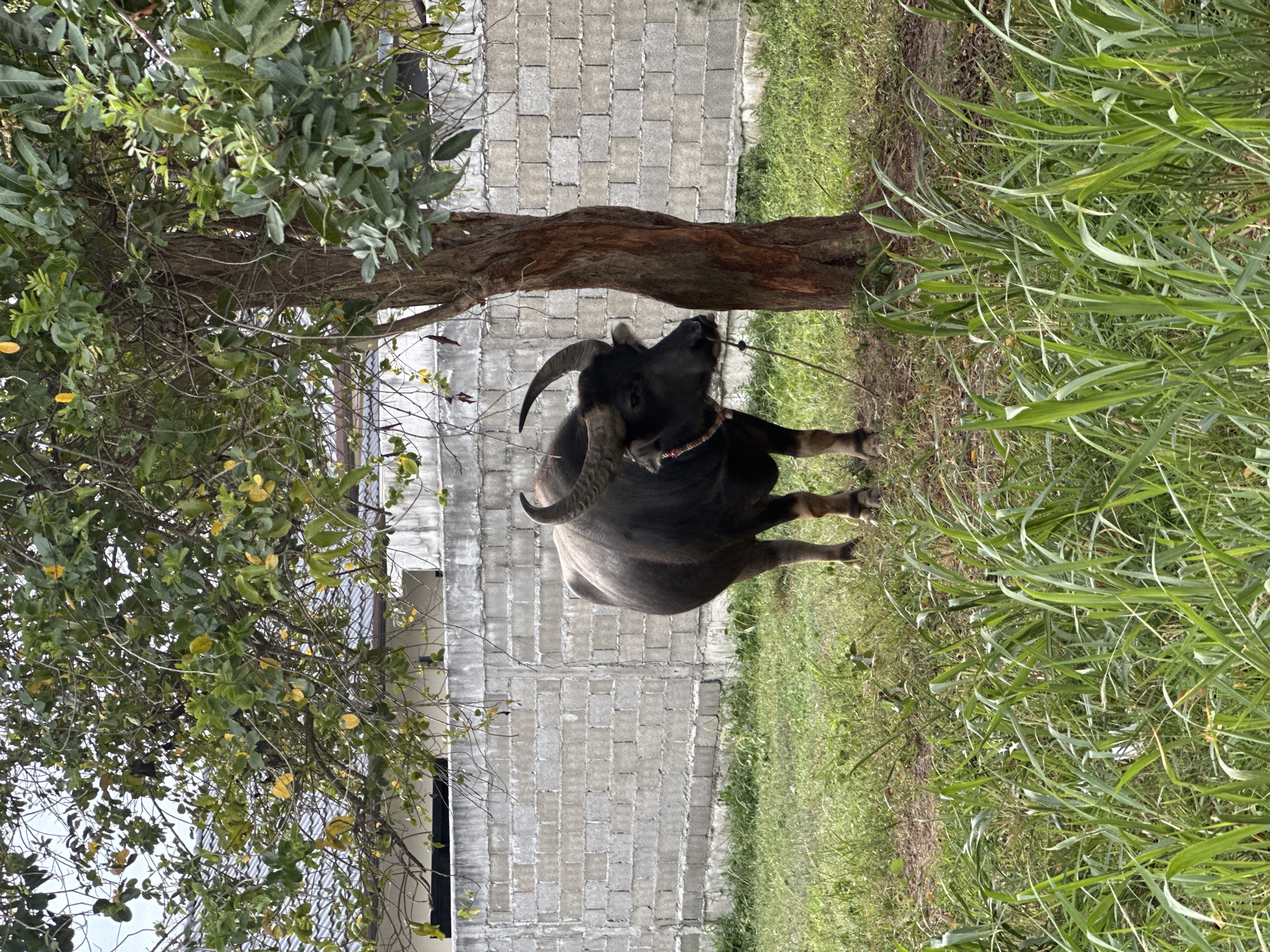 A dark-colored water buffalo stands tethered to a tree in a grassy area, with a cinder block wall in the background. The buffalo is facing left and has prominent horns. Green foliage from a tree hangs above the scene. The overall impression is of a rural or semi-rural environment, possibly on the outskirts of Ko Samui District, Thailand.