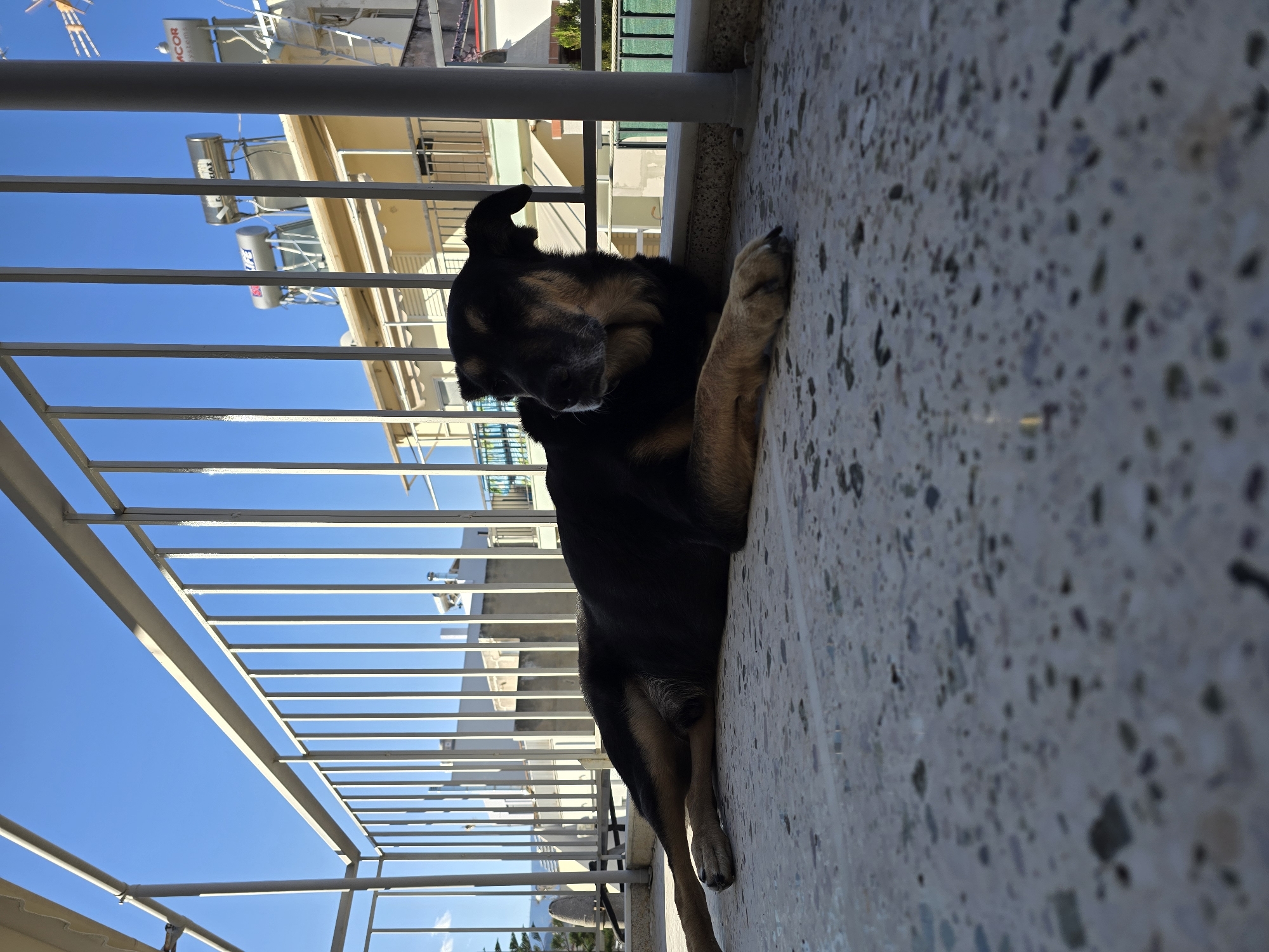 A dog is lying on a balcony floor in Agii Anargiri, Greece. The dog is a mixed breed with black and tan fur, and it is resting its head on its paws. The dog appears to be looking off to the side with its eyes partially closed. The balcony has a light-colored railing and a textured floor. In the background, there are buildings with solar water heaters on their roofs and a clear blue sky.