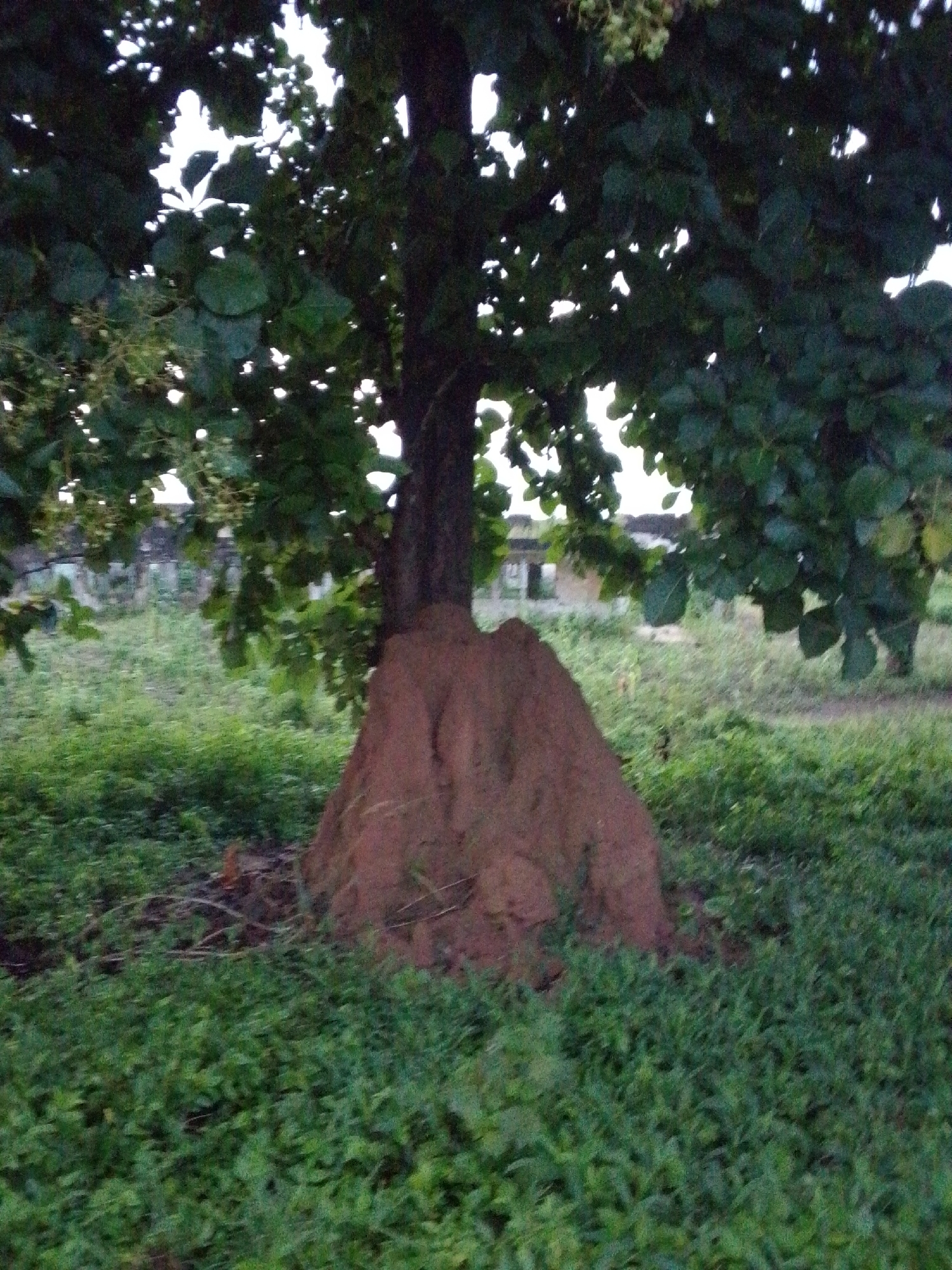 An outdoor, ground-level medium shot captures a large termite mound that has formed around the base of a tree. The mound is a reddish-brown color and has a rough, organic texture, with several prominent ridges and peaks. The tree trunk is dark brown and thick, with its roots disappearing into the mound. Lush green grass covers the ground, surrounding the mound and extending into the background. In the background, out-of-focus, are the remains of a light-colored building, possibly an old structure, with some visible windows and doorways. The sky is overcast and bright, with sunlight filtering through the dark green leaves of the tree canopy, creating a dappled lighting effect. The scene appears to be in a rural or semi-urban setting, with no people or animals present.