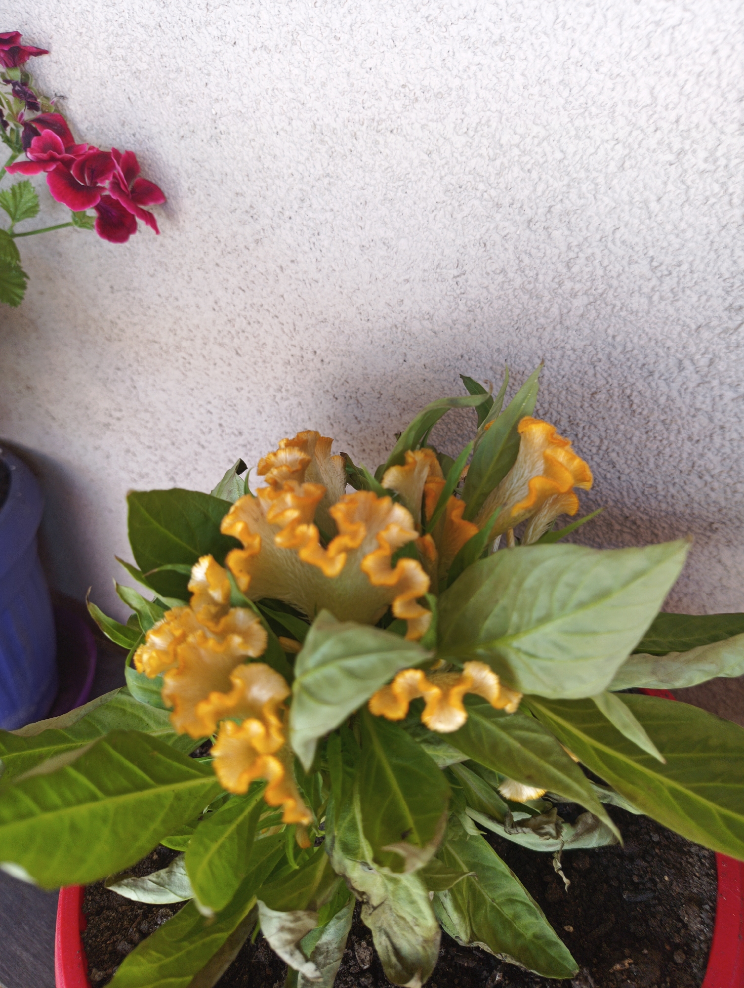In the city of Karnobat, Bulgaria, a low-angle, close-up shot captures a potted plant with vibrant yellow, ruffled flowers and large green leaves. The plant is situated in a red pot filled with dark soil. To the upper left, a sprig of deep pink flowers with green leaves is visible. The background consists of a textured, light-colored wall, casting a soft shadow. A portion of a blue pot is also visible on the left side of the frame.