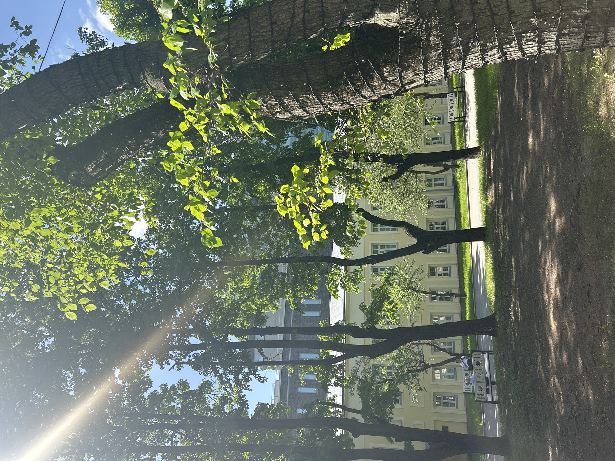 Captured from a low angle under the canopy of tall trees, the image displays a parkway lined with evenly spaced trees, their branches reaching towards the sky with leafy foliage. A building is visible in the background. A park bench sits adjacent to the pathway, with at least two people seated on it. The setting is bathed in natural sunlight, casting shadows on the ground and highlighting the green of the leaves and grass. The location is Unknown, Unknown.