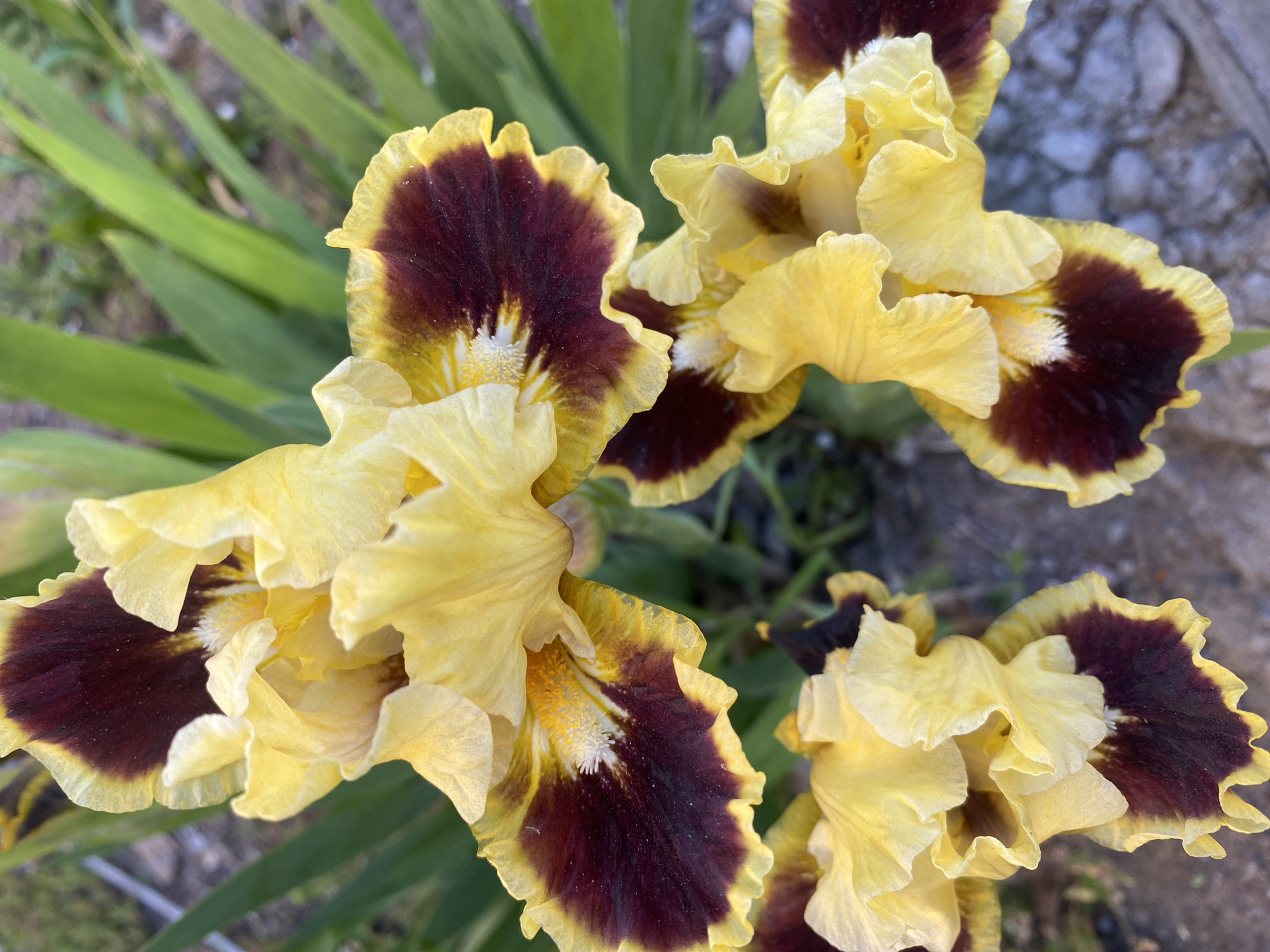 The image shows a close-up of several yellow and maroon irises in bloom. The petals are ruffled and display a deep maroon patch near the center, surrounded by a yellow border. The flowers are clustered together, filling most of the frame. Green leaves are visible in the background, along with a concrete surface in the upper right corner. Based on the image and available information, it is difficult to verify if the image location is Dnipro, Ukraine.