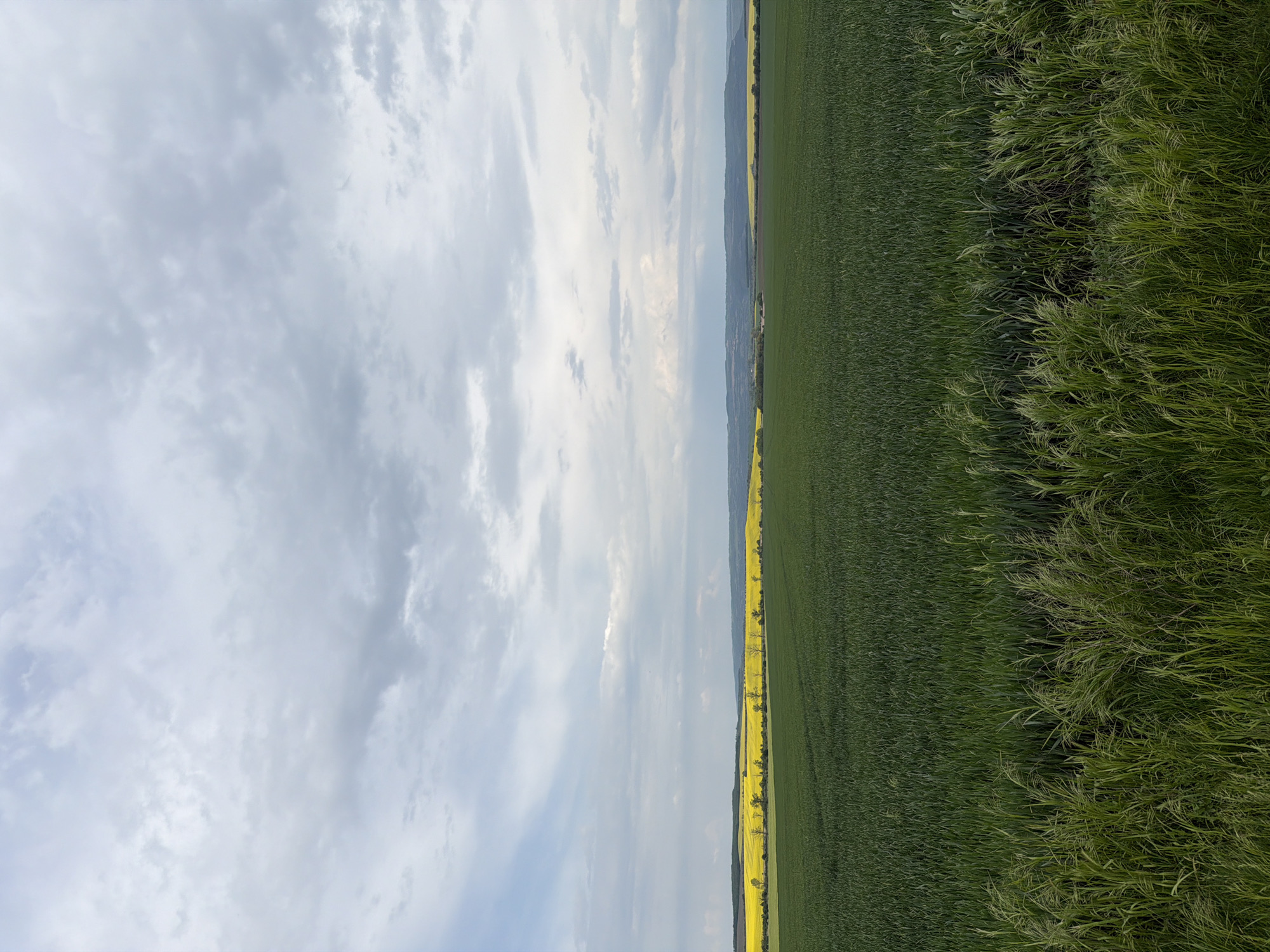The image depicts a landscape scene. A field of green crops occupies the right side of the frame, with taller, wilder grass growing at the edge. Adjacent to the green crops is a strip of yellow crops, possibly rapeseed or canola, with occasional trees lining it. In the distance, hills or mountains are visible. The sky fills the left side of the frame, showcasing a cloudy sky with varying shades of gray and patches of blue. The image seems to be taken on agricultural land, likely near Goran, Bulgaria. There are no people visible in the shot. The image appears to be rotated, with the horizon and the ground running vertically, rather than horizontally.