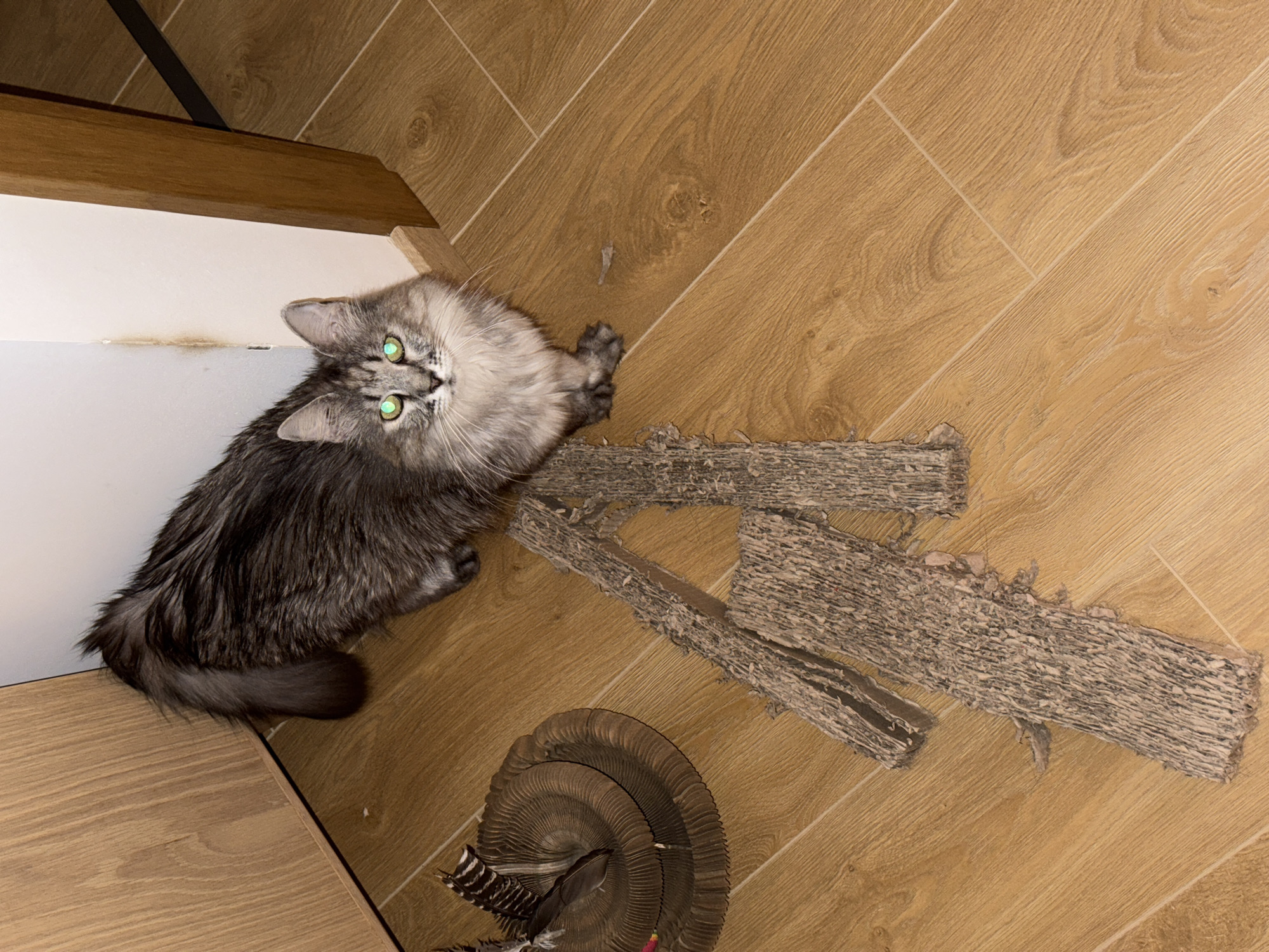 A fluffy gray cat with bright green eyes is the central subject of this image. The cat is lying on a wooden floor, with its head turned towards the camera. Its fur is long and appears somewhat disheveled. The cat's body is partially obscured by its own fur and by some debris on the floor.
The scene appears to be indoors, given the presence of a wooden floor with a parquet pattern and a white wall in the background. A piece of furniture, possibly a shelf or a cabinet, is visible along the left edge of the image, made of light-colored wood.
Scattered on the floor around the cat are several pieces of what appears to be shredded cardboard or a similar material, suggesting the cat may have been playing with or destroying it. There is also a coiled object on the floor, possibly a mat or a coiled piece of furniture, with some feathers or decorative elements attached.
The lighting in the image is somewhat dim, suggesting it might be indoors during the day or evening. There are no visible indications of time of day or weather conditions. The cat's expression is curious and alert, with its wide green eyes fixed on the viewer. The overall impression is one of a domestic scene, with a playful or mischievous cat in the midst of its activities. There is no visible text in the image.
