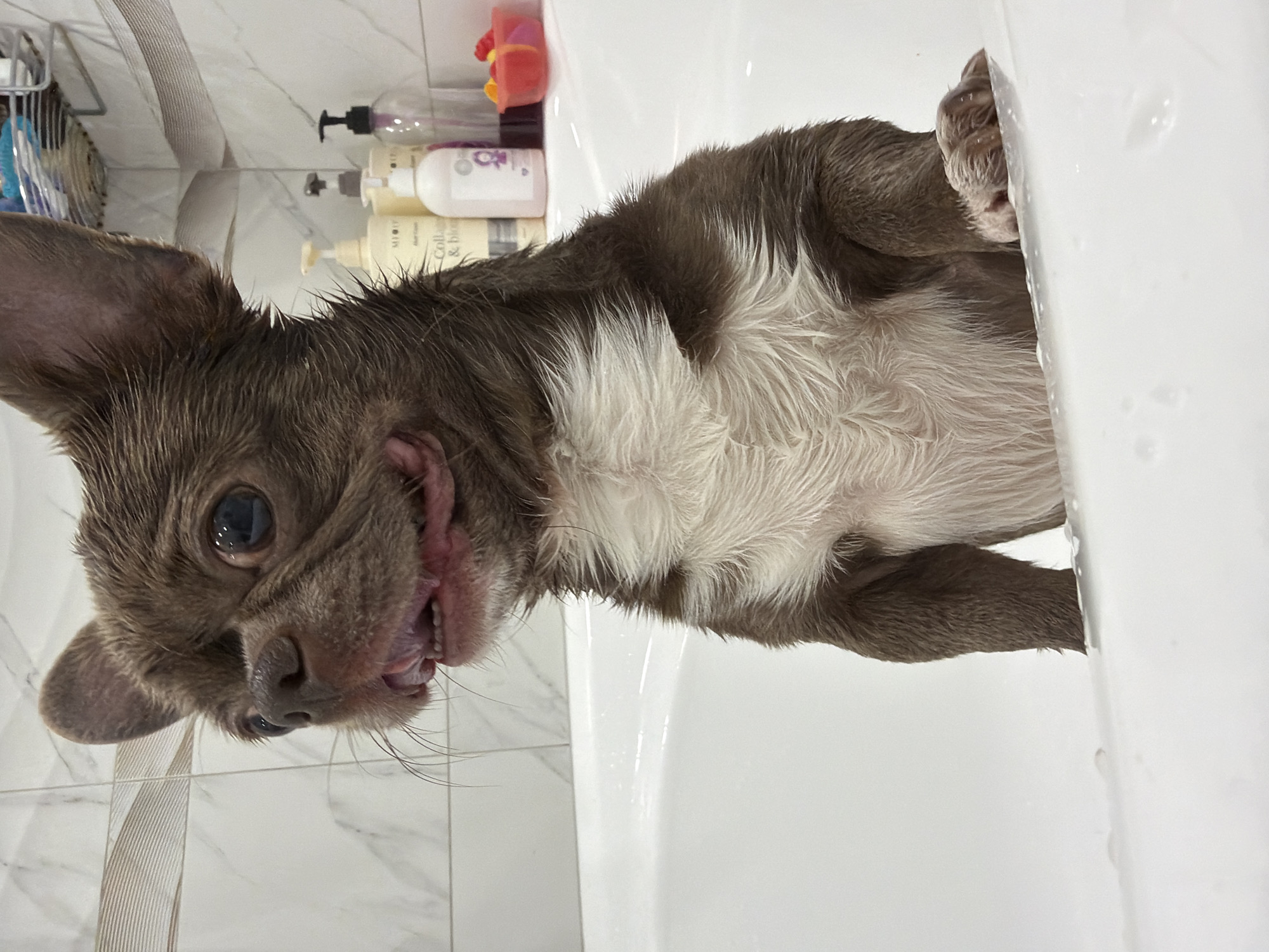 A small, wet dog, likely a Chihuahua or similar small breed, is captured mid-bath in a white bathtub in Votkinsk, Russia. The dog has short, matted brown-grey fur with a distinct white patch on its chest. Its large ears are visible, and its fur appears spiky from being wet. The dog is looking directly at the camera with wide, dark eyes, and its mouth is open, revealing its pink tongue and some teeth, giving it a somewhat bewildered or comical expression. Its front paws are resting on the rim of the white bathtub, providing a view of its soft toe pads.
The background shows a modern bathroom environment with clean white tiles on the wall. Several bottles of bath products are visible on a ledge next to the tub, some with pump dispensers. Text visible on one bottle reads "Colla & bio," and "MIOT" is partially visible on another. A metallic shower caddy with various bath items is also partially seen in the background. Water droplets are scattered across the white surface of the tub, indicating an active bathing session. The overall scene suggests a domestic moment of pet care, with the dog’s expression adding a touch of personality to the image.