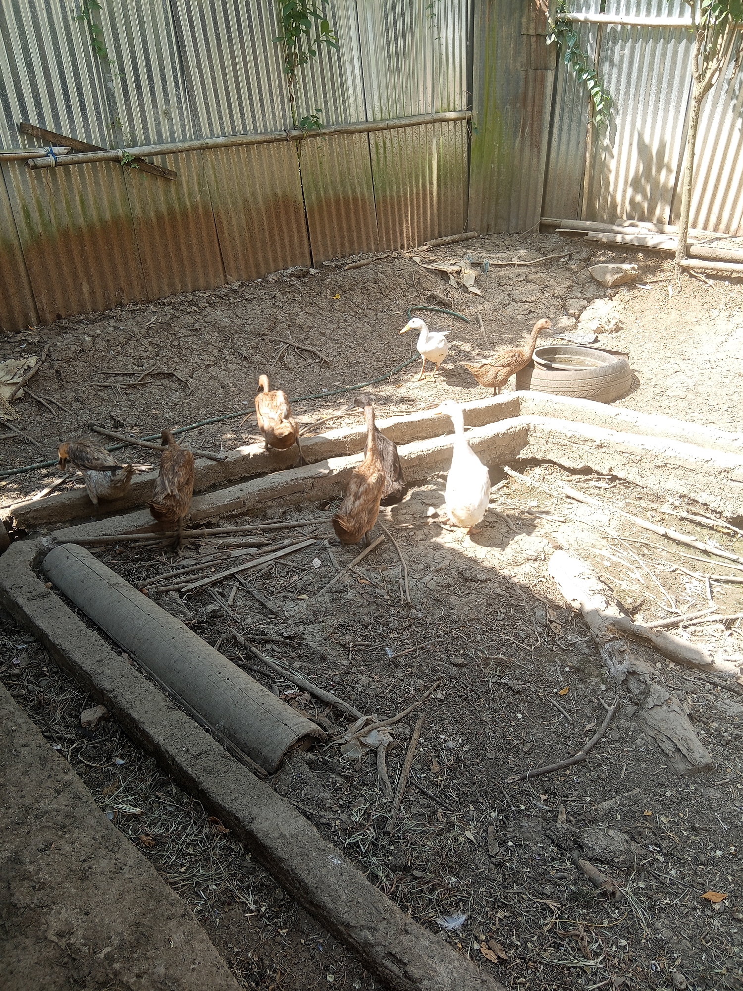 A flock of domestic ducks is present in an outdoor enclosure in Makale, Indonesia. The enclosure features a corrugated metal fence and a dirt floor littered with debris such as branches and dried leaves. A concrete trough or structure runs along the left side of the frame, and a large tire partially filled with water is located in the background. Several ducks of varying brown and white coloration are visible, some walking on the ground, others near the trough. One white duck is standing near the tire. The scene is illuminated by sunlight, casting shadows on the ground.