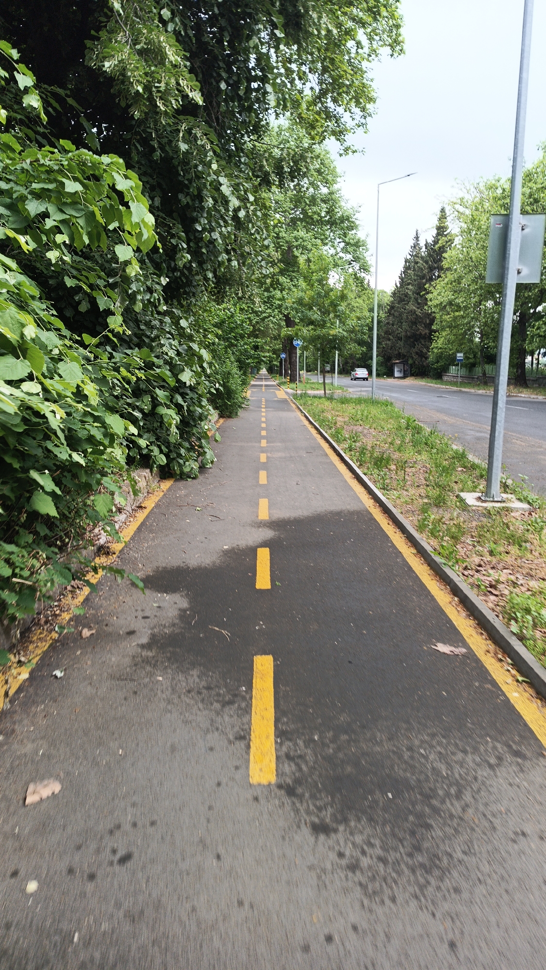 The image shows a paved pathway in Unknown, Unknown, marked with yellow dashed lines and bordered by yellow lines, running between lush green vegetation on the left and a road on the right. The road features a grey pavement, bordered by a concrete strip and a grassy area. Metal poles with signs are visible along the road. In the distance, a car is parked near a bus shelter. Trees line both sides of the pathway and road. The path appears slightly damp.