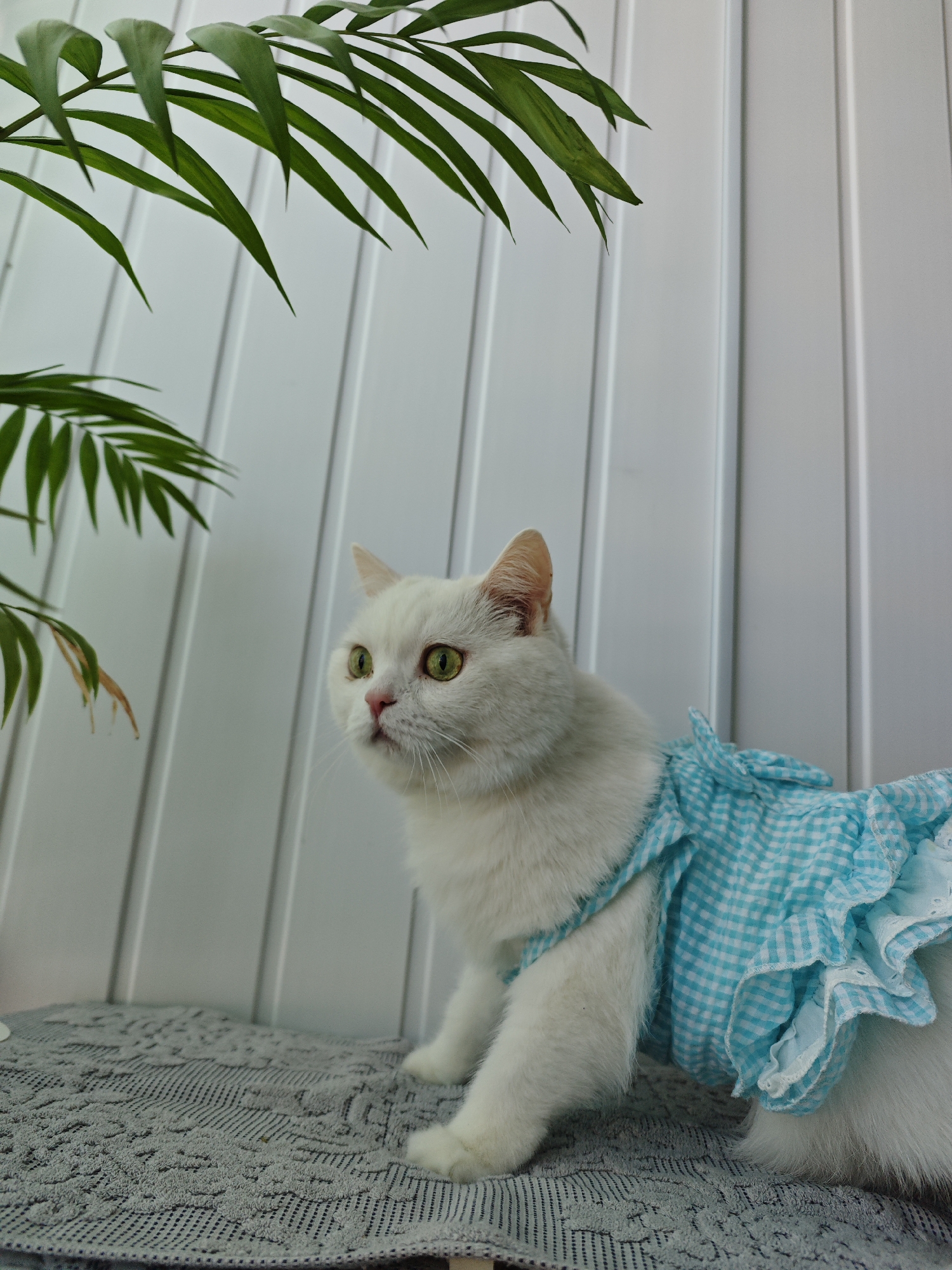 A medium shot captures a white domestic cat adorned with a blue and white checkered dress. The cat is positioned on a grey textured surface, likely a towel or blanket. Behind the cat is a white, vertically-paneled wall. To the left of the cat, green palm fronds are visible. The location is unspecified, with no indication of being in the city of Markovskii, Russia. The cat's attention appears directed towards something outside the frame.
