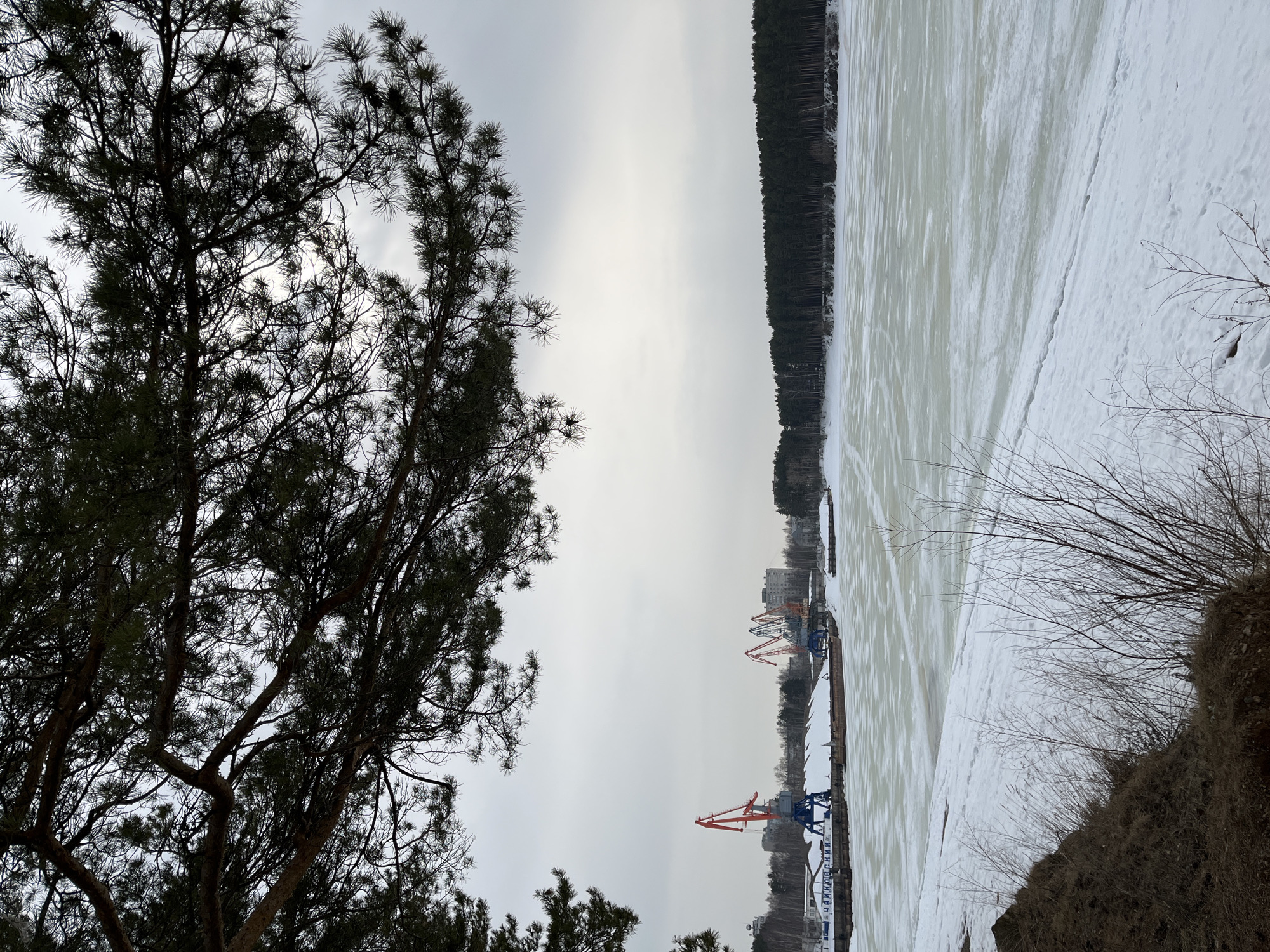 This image presents a winter scene in Chaikovsky, Russia, showcasing a frozen waterway and an industrial port.
In the upper foreground, dark, silhouetted branches of coniferous trees, identifiable as pine, with needles and some cones, extend across the frame against an overcast, light grey sky. The lower-left foreground consists of a sloped bank of dark brown earth, partially covered by a thin layer of snow, with sparse, bare shrub branches protruding.
The central and right midground features a wide expanse of frozen water, likely a section of the Kama River or Votkinsk Reservoir. The surface is a textured mixture of white snow and areas of lighter green-beige ice, indicating varying conditions across the frozen expanse. There are no individuals present or observed actions.
On the distant left bank, an industrial port facility is visible. Several gantry cranes stand along the dock: a prominent crane with red and blue elements is positioned on the left, and a cluster of additional cranes, some red and some darker-colored, are further to the right. Multiple flat-topped barges are docked along the snowy waterfront; at least one barge clearly displays the Cyrillic inscription "ЧАЙКОВСКИЙ" (CHAUKOVSKIY) and appears to be loaded with a white, granular material. Behind the port infrastructure, several multi-story buildings and a line of trees are discernible. The far-right background is occupied by a dense, dark green coniferous forest, delineating the opposite bank of the frozen waterway. The environment is characterized by a cold, dormant winter season under a uniformly diffuse, cloudy sky.