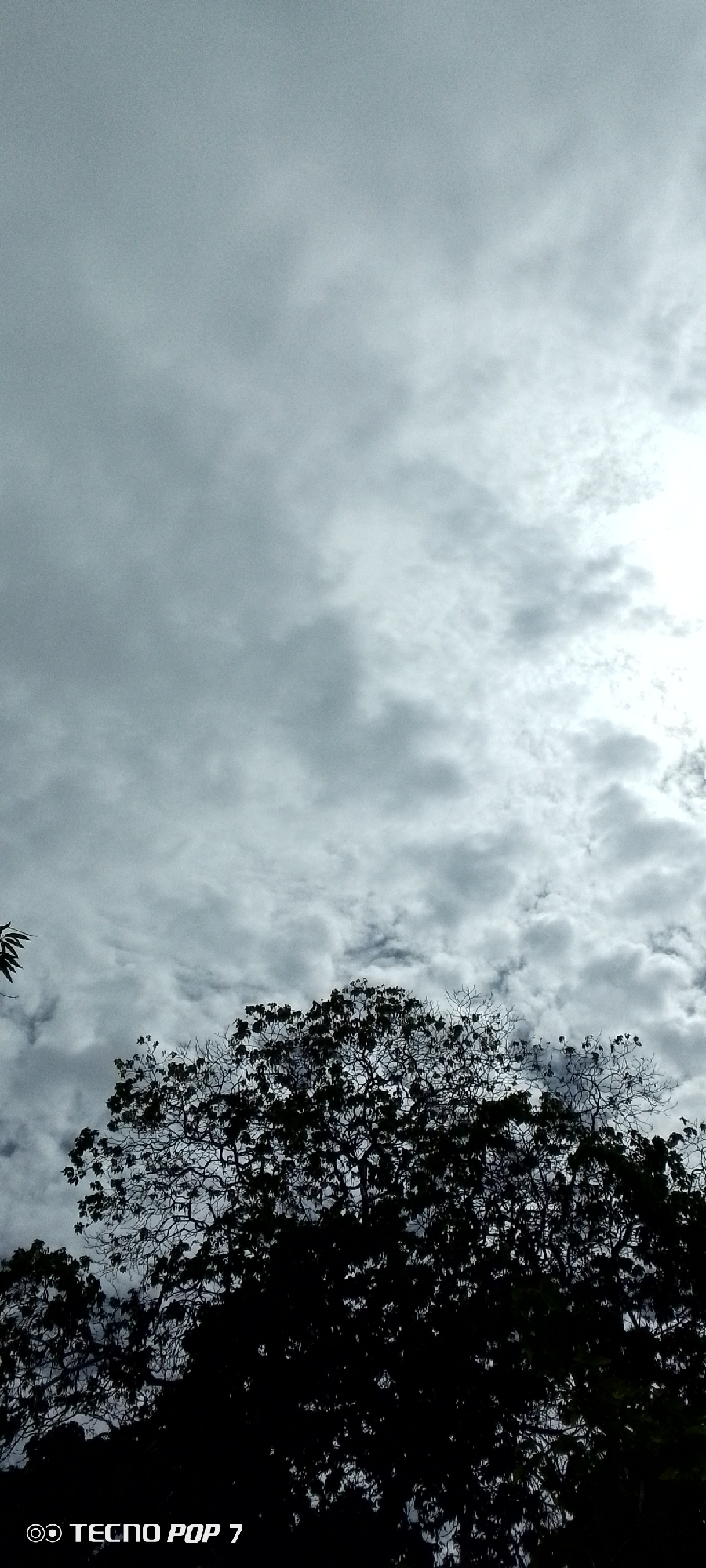 The image is a low-angle shot looking up at a silhouetted tree against a cloudy sky. The sky is filled with dense, grey clouds, with some brighter areas suggesting sunlight filtering through. The tree is large and appears to be in a natural setting, possibly a park or a wooded area within the city of Altagracia, Venezuela. The bottom of the image contains a watermark that reads "TECNO POP 7". There are no people or animals visible in the frame. The overall mood is somewhat dramatic due to the dark silhouette of the tree and the heavy cloud cover.