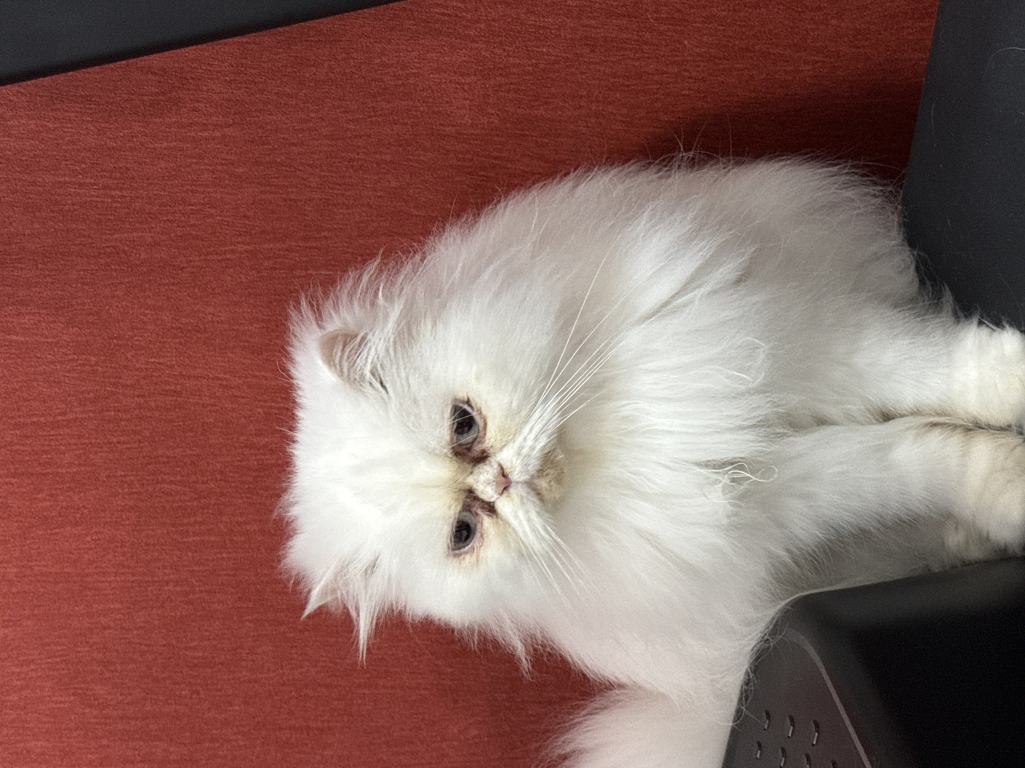 A long-haired, white cat is lying on a red surface. A black, rectangular object is adjacent to the cat. The location is unknown. The time of day is unknown. There are no people visible in the image.