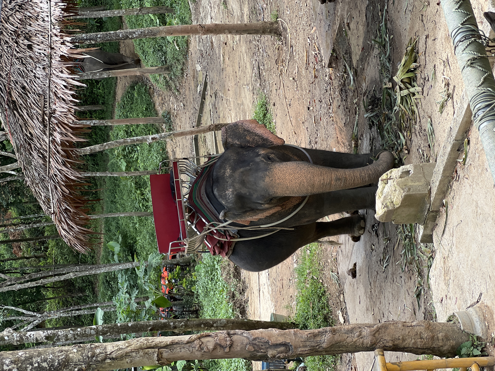 An elephant stands in an outdoor, wooded area, likely a tourist attraction. The elephant is saddled with a red seat designed for carrying passengers. It is facing the camera, with its trunk lowered towards a pile of chopped vegetation on the ground, suggesting it is eating. The elephant appears to be a trained animal, likely for rides. Behind the elephant, a thatched-roof structure is visible, supported by wooden posts, providing shade. The ground is a mixture of dirt and concrete pathways. Trees are abundant in the background, with lush green foliage, indicating a tropical environment. In the mid-ground to the left, a few red ATVs are parked, suggesting this location is a hub for various activities. The presence of the ATVs and the elephant with riding gear strongly suggests this is an elephant camp or a similar tourist-oriented establishment. The scene is set in Chalong, Thailand, a region known for its natural beauty and tourist activities, including elephant encounters. The overall impression is one of a managed environment designed for visitors to interact with wildlife.