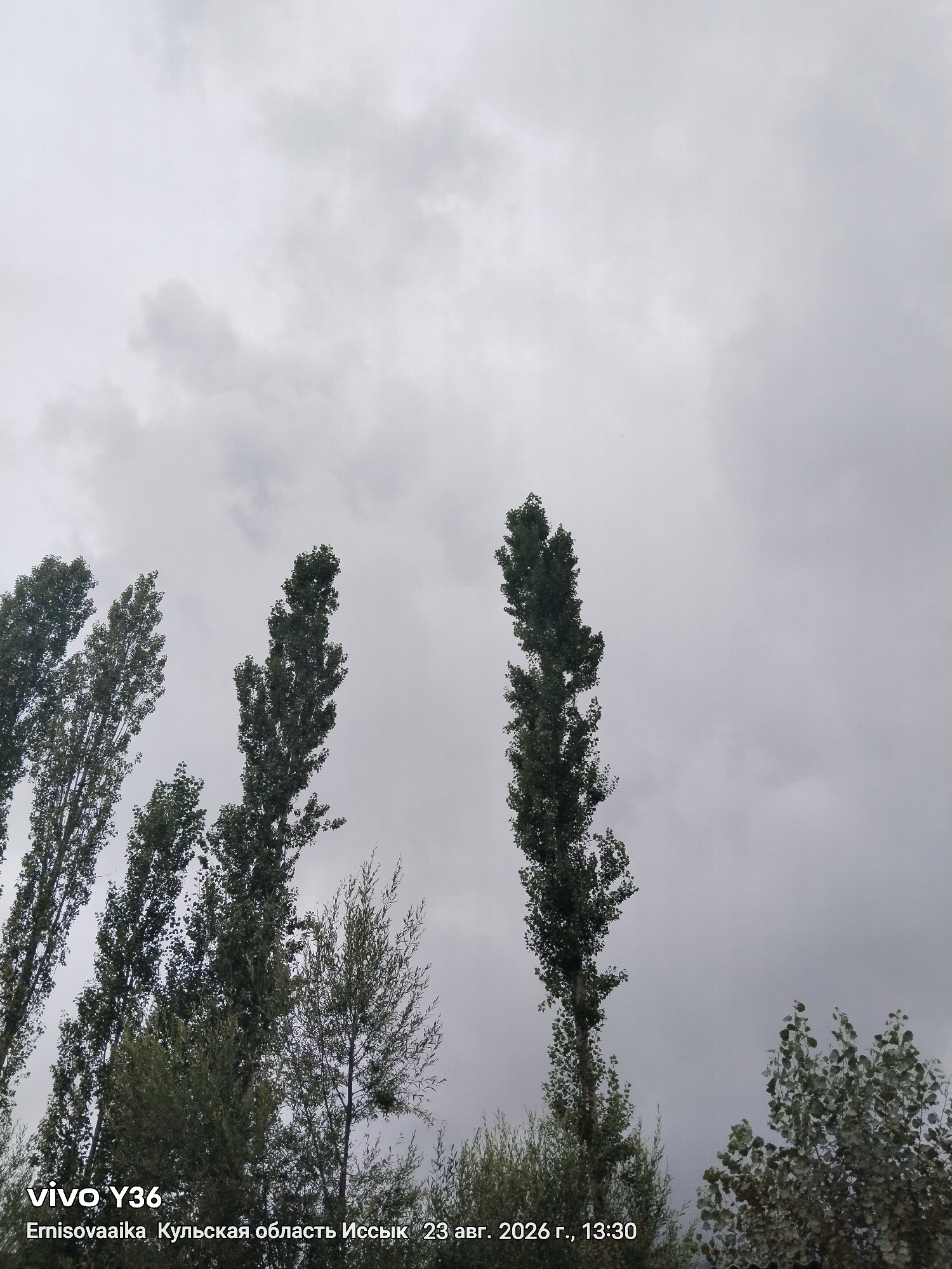 The image displays a cloudy sky over a landscape dominated by tall, slender trees. The foliage of the trees is dense and dark green, with some lighter green interspersed. The sky is overcast with heavy, grey clouds. In the lower left corner, text indicates "vivo Y36" and "Ernisovaaika Кульская область Иссык 23 авг. 2026 г., 13:30". This suggests the photograph was taken in Issyk-Kul Oblast, Kyrgyzstan, on August 23, 2026, at 13:30, and that the image was captured with a Vivo Y36 phone. The location of Ichkesu, Kyrgyzstan, is mentioned in the prompt, and while not explicitly stated in the image's metadata, it is consistent with the region.