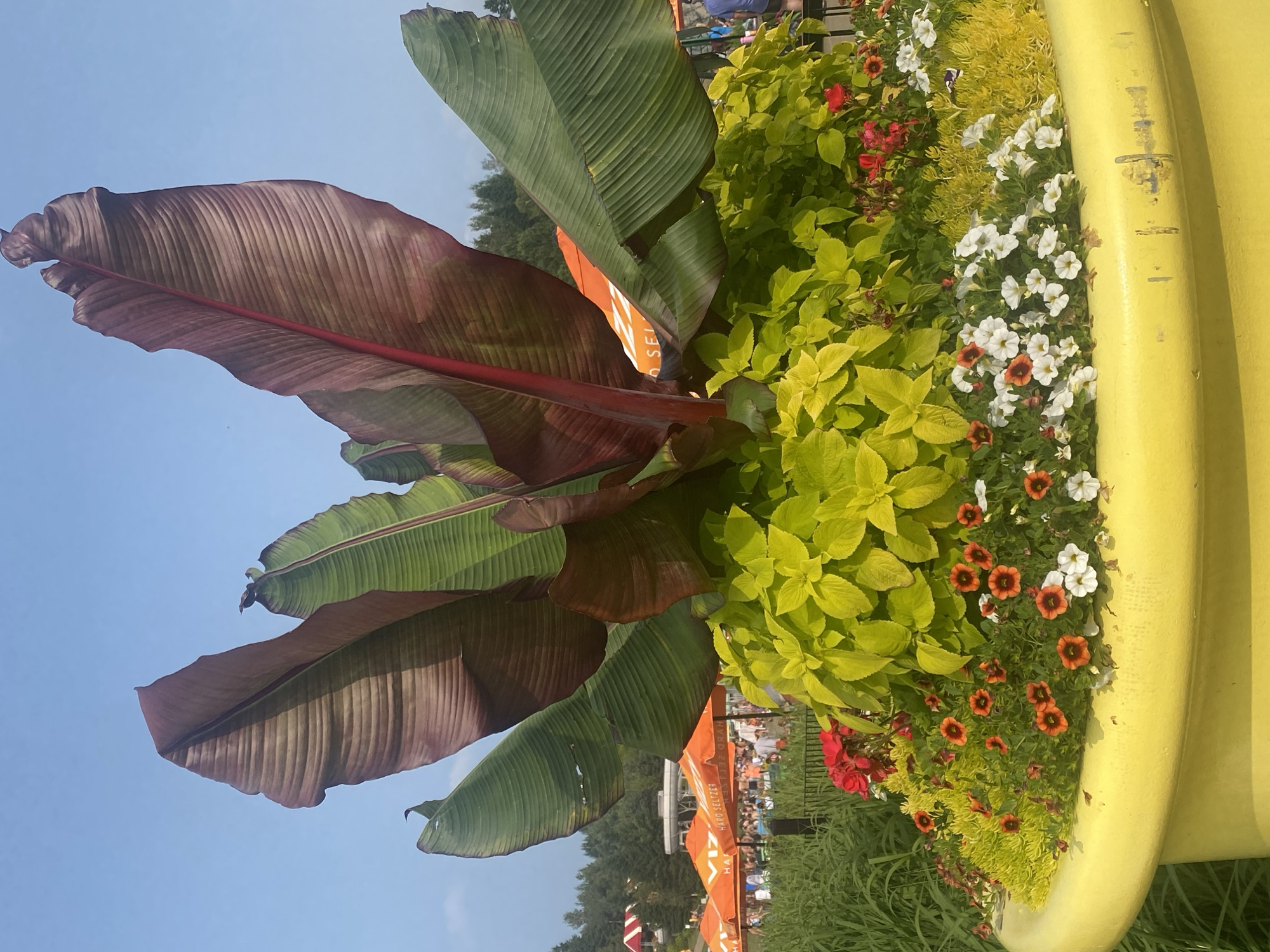 This is a medium-shot, eye-level, outdoor photograph taken in Saint-Gabriel-de-Valcartier, Canada. The primary subject is a large, yellow planter filled with various plants. Dominating the planter are large, reddish-purple and green banana leaves, reaching towards a clear blue sky. Beneath these, a dense mass of vibrant, lime-green foliage provides a backdrop for smaller flowering plants. These include small orange and white petunias, along with red flowers. In the background, beyond the planter and a low fence, are elements suggesting a public gathering space, possibly a park or resort. Several large orange umbrellas are visible, some with text reading "VIZARD HARD SELTZER". People can be seen milling about in the distance, some near water features or attractions, indicating a lively atmosphere. The overall scene captures a well-maintained, colorful display within a bustling environment.