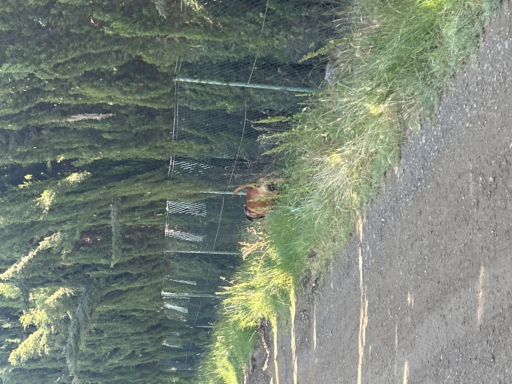 A brown dog with a dark collar is walking along a gravel path beside a chain-link fence and a dense row of tall, green cypress trees. The dog is viewed from behind, facing towards the right side of the frame, with its tail raised. The path is unpaved and appears to be a dirt or gravel road. Lush green grass grows along the edge of the path and up to the fence. Sunlight filters through the trees, creating dappled shadows on the ground and highlighting the grass. The scene suggests an outdoor setting, possibly in a rural or suburban area.