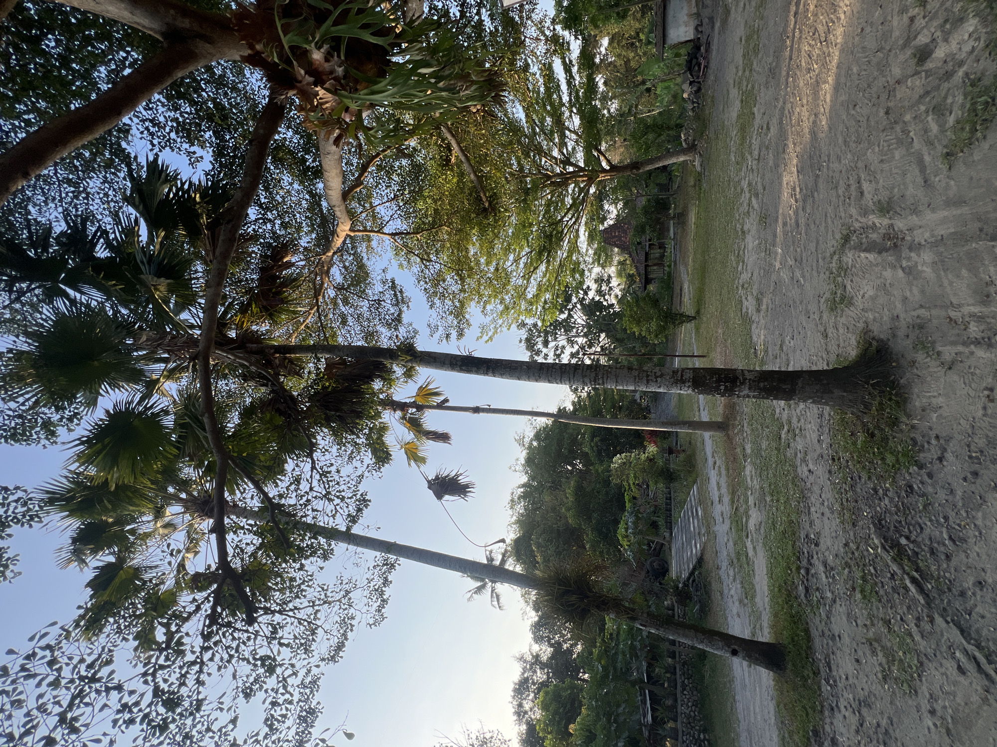 The image depicts an outdoor scene in a rural area, likely Tlogoadi, Indonesia, characterized by lush vegetation and tropical trees. In the foreground, two palm trees stand tall, their fronds reaching towards a clear blue sky. The ground is a mixture of sandy soil and sparse grass, with some scattered rocks. A dirt path winds through the scene, leading towards the background.
Further back, a cluster of various trees and foliage creates a dense green backdrop. A traditional Indonesian-style building with a peaked roof is visible amongst the trees, suggesting a dwelling or a communal structure. The overall atmosphere is serene and natural, bathed in the warm light of what appears to be late afternoon or early morning. There are no people or animals visible in the image, and no specific actions or interactions are taking place. The environment is untamed and natural, with hints of human presence through the building and the path.