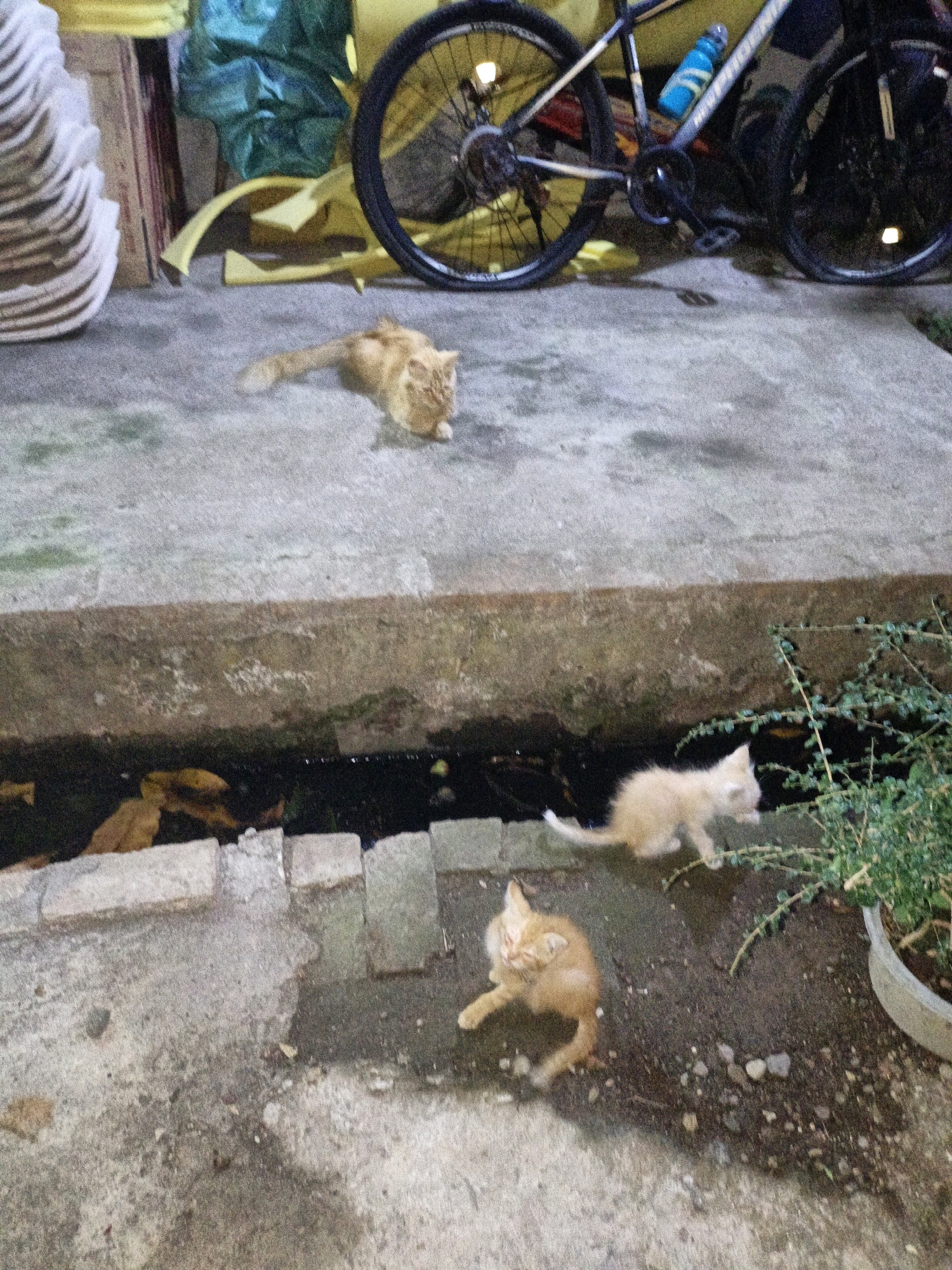 In Cikal, Indonesia, an outdoor scene unfolds on a paved surface adjacent to a shallow drainage ditch. A ginger adult cat lies on the ground, its body stretched out. Nearby, two ginger kittens are present. One kitten is walking, and the other is sitting down. In the background, a bicycle with a blue water bottle attached to its frame is visible. The environment appears to be a low-lying area with some vegetation and fallen leaves.