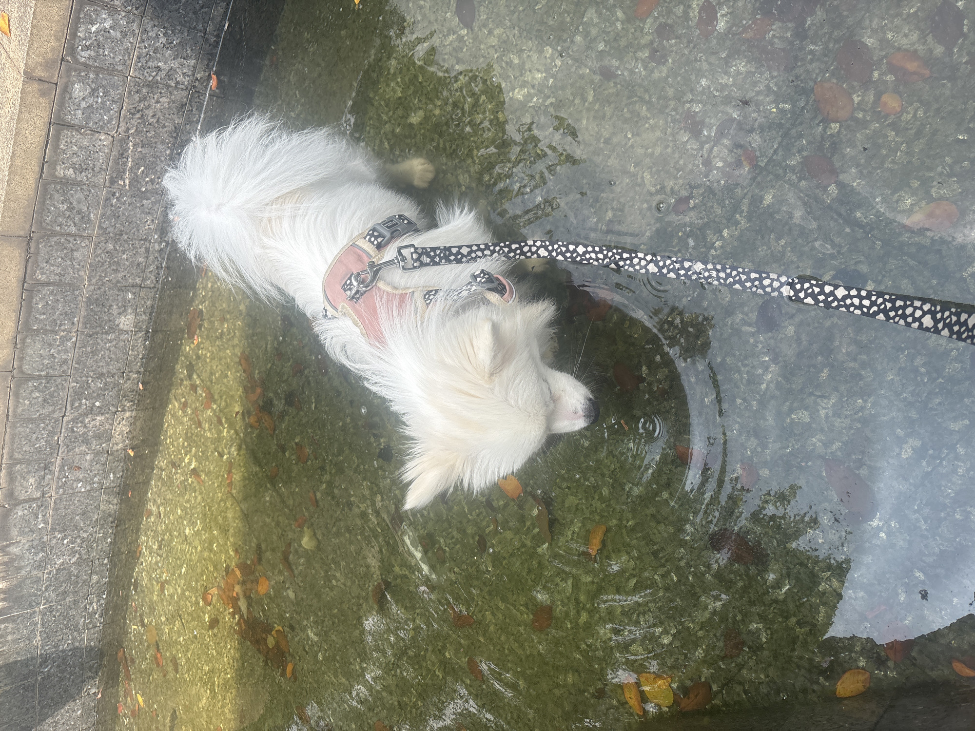 A white fluffy dog wearing a pink harness and a black and white patterned leash is standing in shallow, murky water. The dog is facing downwards, appearing to drink from the water. Fallen leaves are scattered on the bottom of the water. The edge of a concrete structure, possibly a fountain or pool, is visible in the background. The scene suggests an outdoor environment in Nanhai District, China, likely a park or public space with water features.