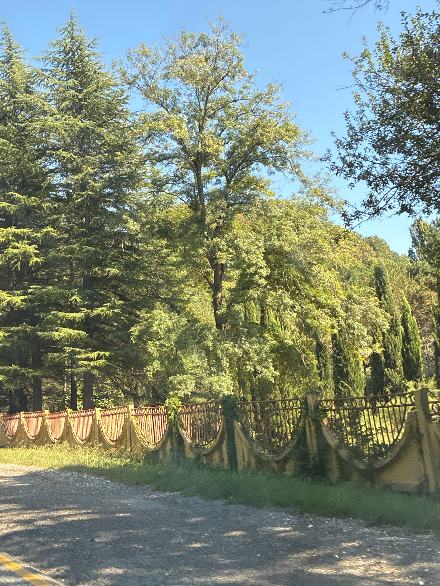 A medium shot captures a sunny day in Plyakho, Russia, with a clear blue sky overhead. In the foreground, a grey asphalt road with a yellow line runs diagonally from the bottom left corner. To the right of the road, a patch of green grass with some weeds is visible, bordered by a decorative, aged wall with a distinctive curved pattern. This wall is topped with a dark, wrought-iron fence that exhibits signs of rust and is partially covered by green ivy. Behind the wall and fence, a dense collection of various trees creates a lush, green backdrop. The trees include tall coniferous trees on the left, with their branches reaching towards the sky, and a mix of deciduous trees with full, green canopies in the center and right. The overall scene depicts a picturesque, slightly weathered, natural landscape.