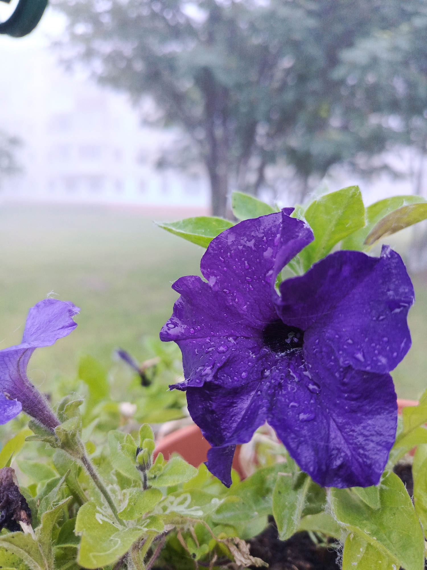 A close-up, vertical shot captures two vibrant purple flowers, likely Petunias, in a potted plant. The prominent flower, positioned in the right foreground, is a rich, deep violet color and is adorned with numerous water droplets, suggesting recent rain or heavy dew. Its petals show fine texture and slight undulations. To its left, another lighter purple flower, partially visible, also features a textured surface. The surrounding foliage is a lively green, with some leaves exhibiting a soft, fuzzy texture. Part of a brown plant pot is visible at the bottom right.
The background is heavily blurred and diffused, creating a soft, ethereal atmosphere consistent with a misty or foggy morning. Visible in the mid-ground are the indistinct shapes of trees, their leaves a muted green-gray. Further in the background, a very faint, light-colored building is discernible through the haze, suggesting an urban or campus setting. The overall lighting is soft and natural, contributing to a tranquil and fresh mood. There are no people or visible text in the image. The setting appears to be an outdoor garden or balcony in Chaikovsky, Russia.