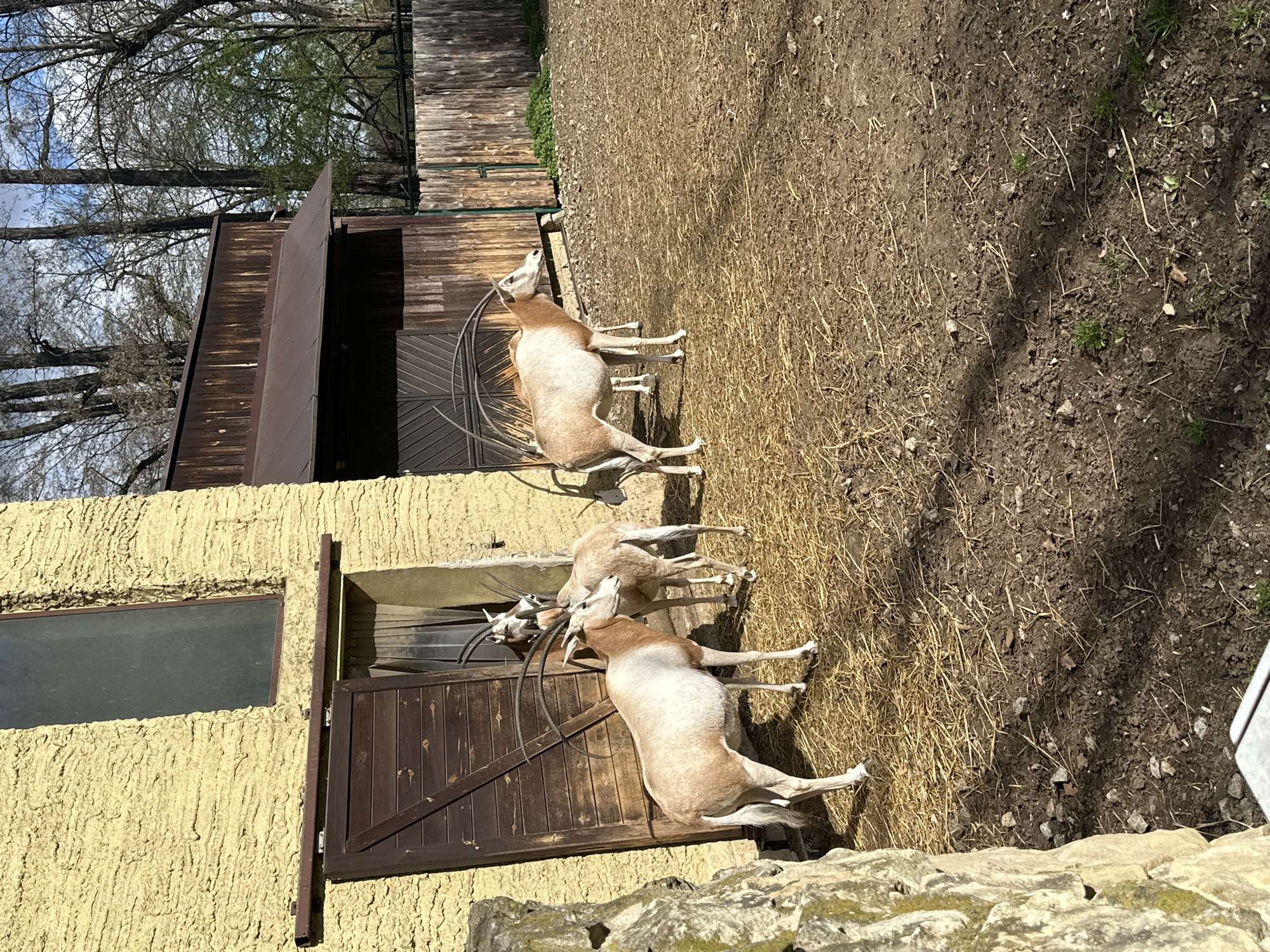 The image depicts a group of three Arabian oryx standing near buildings in what appears to be a zoo or wildlife park. The animals are standing in an enclosure with a dirt and straw ground. One building is yellow with a window and a dark brown door. Another building is brown and wood, with a similar door. The sky is visible above the building, with bare trees. The location is likely the Wrocław Zoo in Wrocław, Poland, given the species and the architectural style of the buildings often found in European zoos.