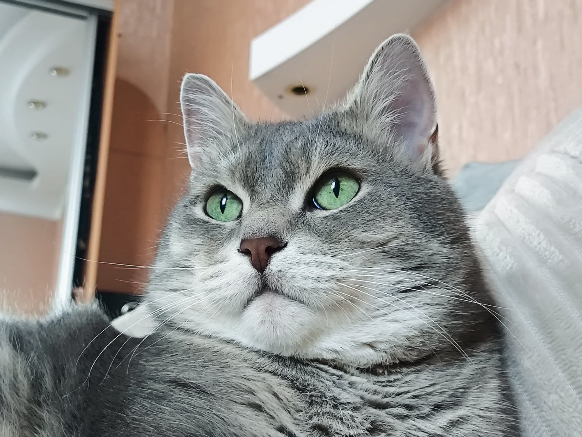 A close-up, eye-level shot features a domestic shorthair cat with green eyes, a pink nose, and gray tabby markings. The cat is positioned on a light-colored, textured surface, possibly a blanket or pillow, and is looking upwards and to the left of the frame. The background is blurred, showing hints of a wooden cabinet on the left and a white shelf or fixture on the upper right. The lighting appears to be natural and soft. The image is not taken in any specific city location.