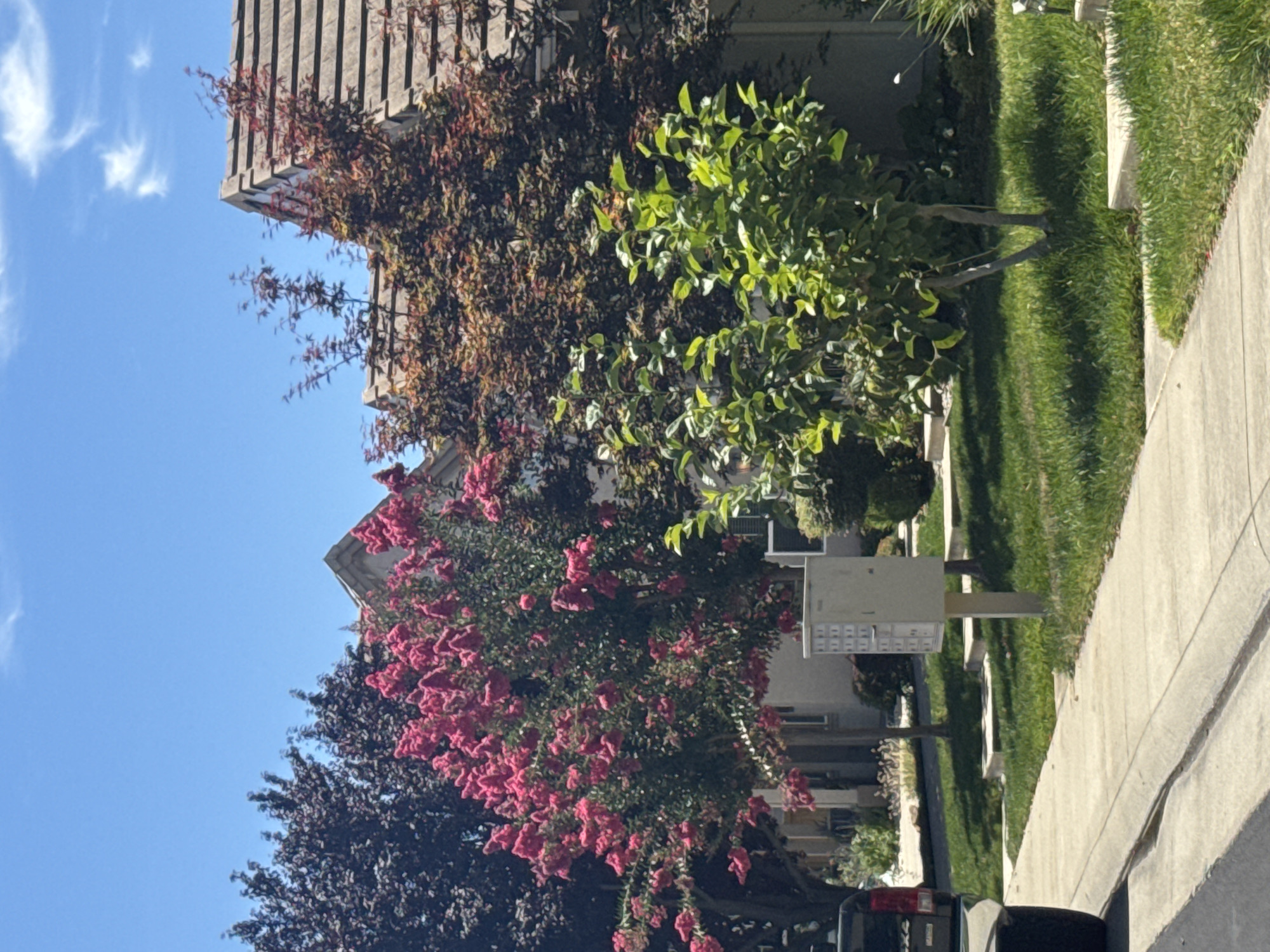This is a landscape photograph taken on a sunny day with a clear blue sky. The scene depicts a residential area with houses in the background, characterized by their tiled roofs. In the foreground, a sidewalk runs along the left side of the frame, with a street beyond it. A lawn with green grass and some trees and bushes occupies the middle ground. A cluster of vibrant pink flowers from a tree stands out prominently. To the right, a small tree with green leaves is visible. A mailbox is positioned on a pole in the grass. A portion of a dark-colored vehicle is visible on the far left of the image. The overall impression is of a well-maintained suburban environment. The location is identified as Roseville, United States of America.