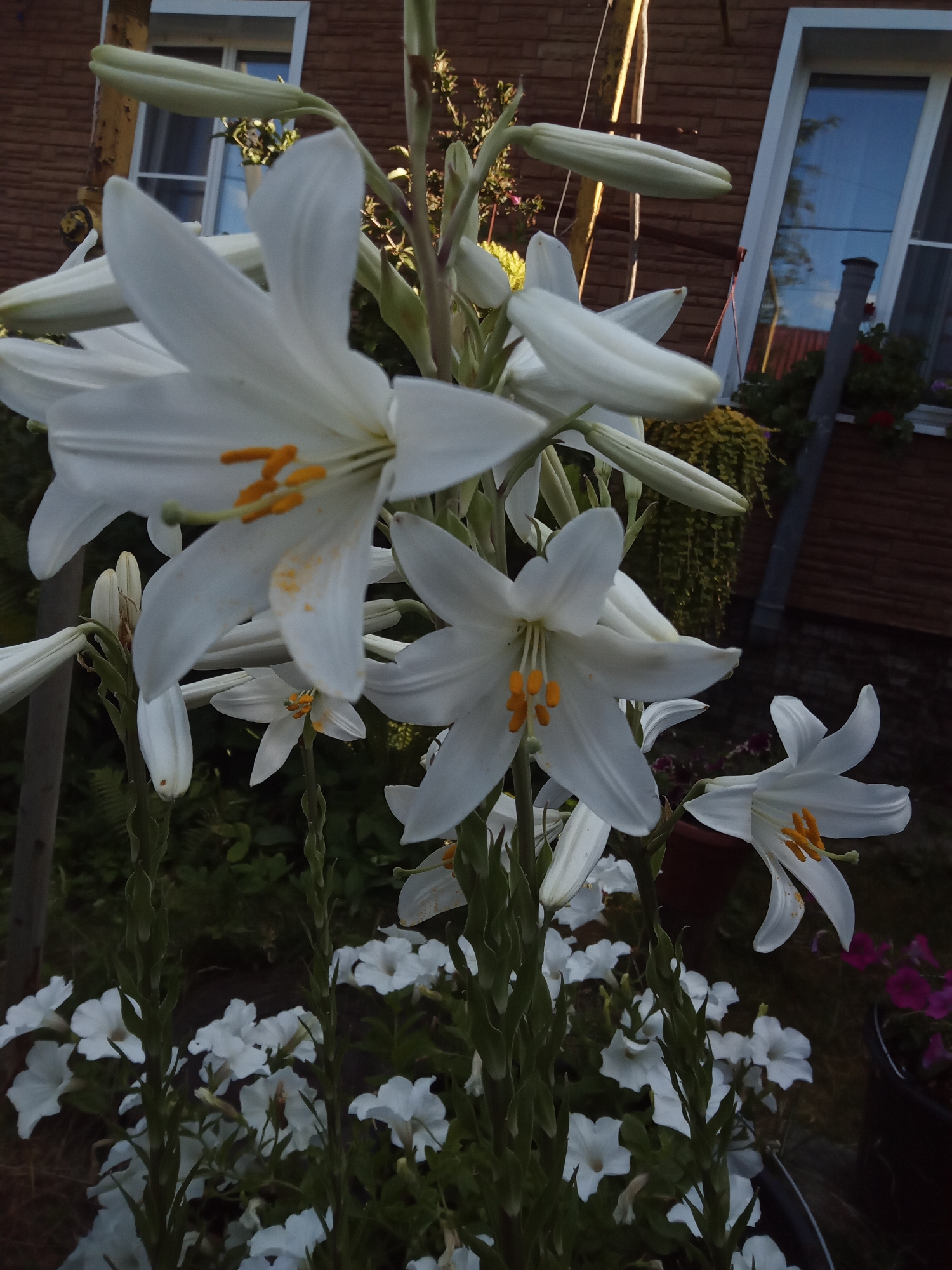 A close-up, low-angle outdoor shot focuses on a cluster of white lilies and white petunias in a garden setting, likely in Usman, Russia. The lilies, with prominent yellow anthers, are in various stages of bloom, with some buds still closed. The petunias form a dense carpet of white flowers in the foreground. In the background, a brick building with white-trimmed windows and a dark-colored roof is visible. The lighting suggests it is late afternoon or early evening, casting soft shadows. The overall impression is one of a serene, cultivated garden.