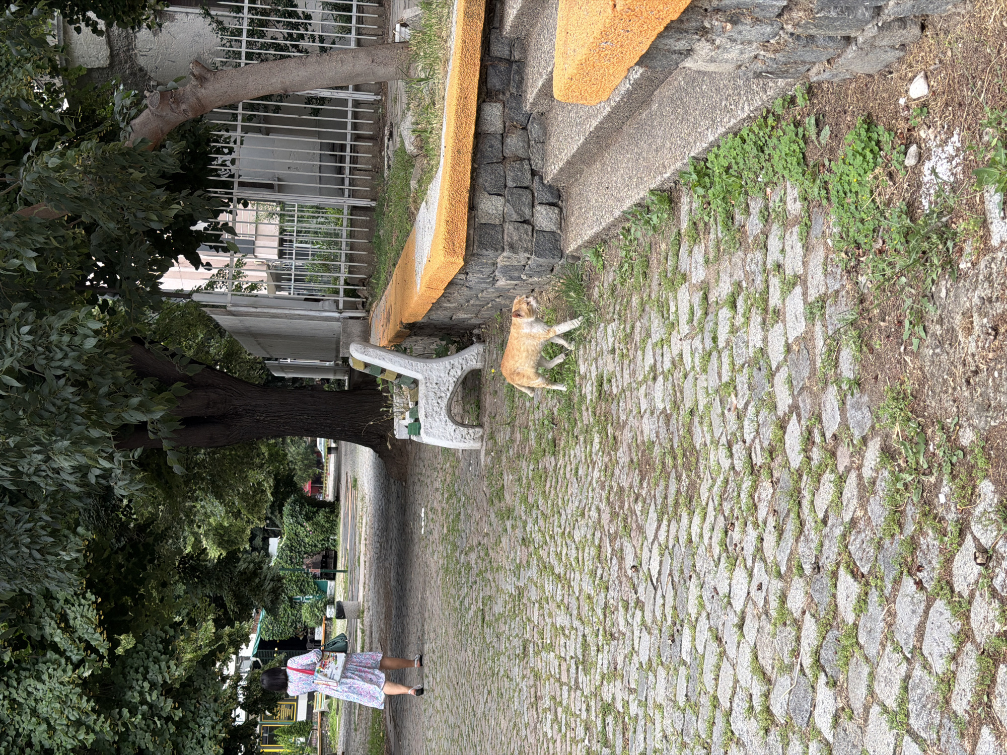 The image depicts a cobblestone pathway in Pazardzhik, Bulgaria, bordering a park or green space. An orange tabby cat walks on the pathway, facing left, with its tail raised. To the left of the cat, a woman in a floral dress walks away from the camera. A white bench with green seats is visible in the background. A stone wall with an orange-painted top separates the pathway from a grassy area with steps. The scene is set under the shade of large trees, suggesting it is a warm day.